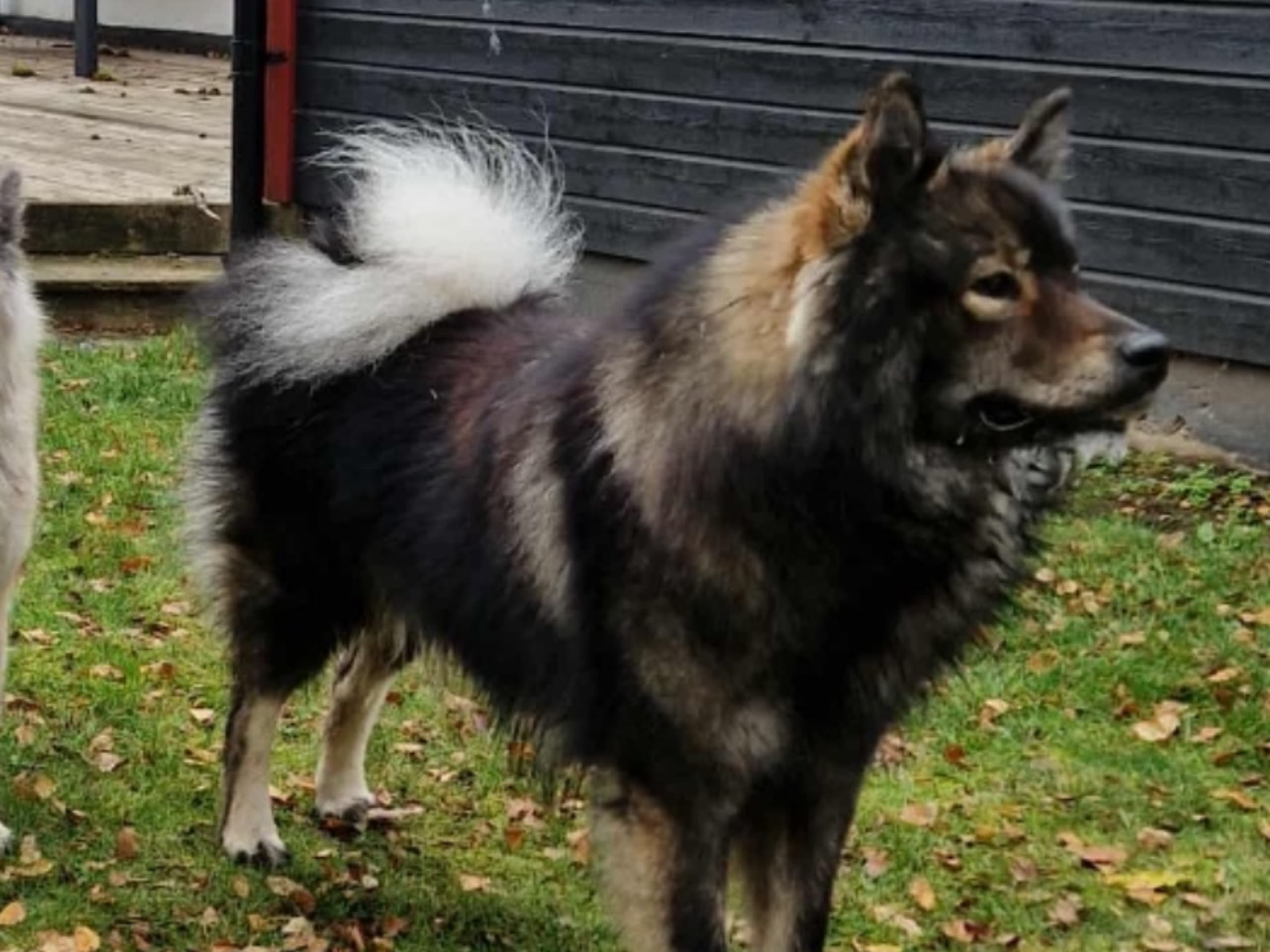 Eurasier