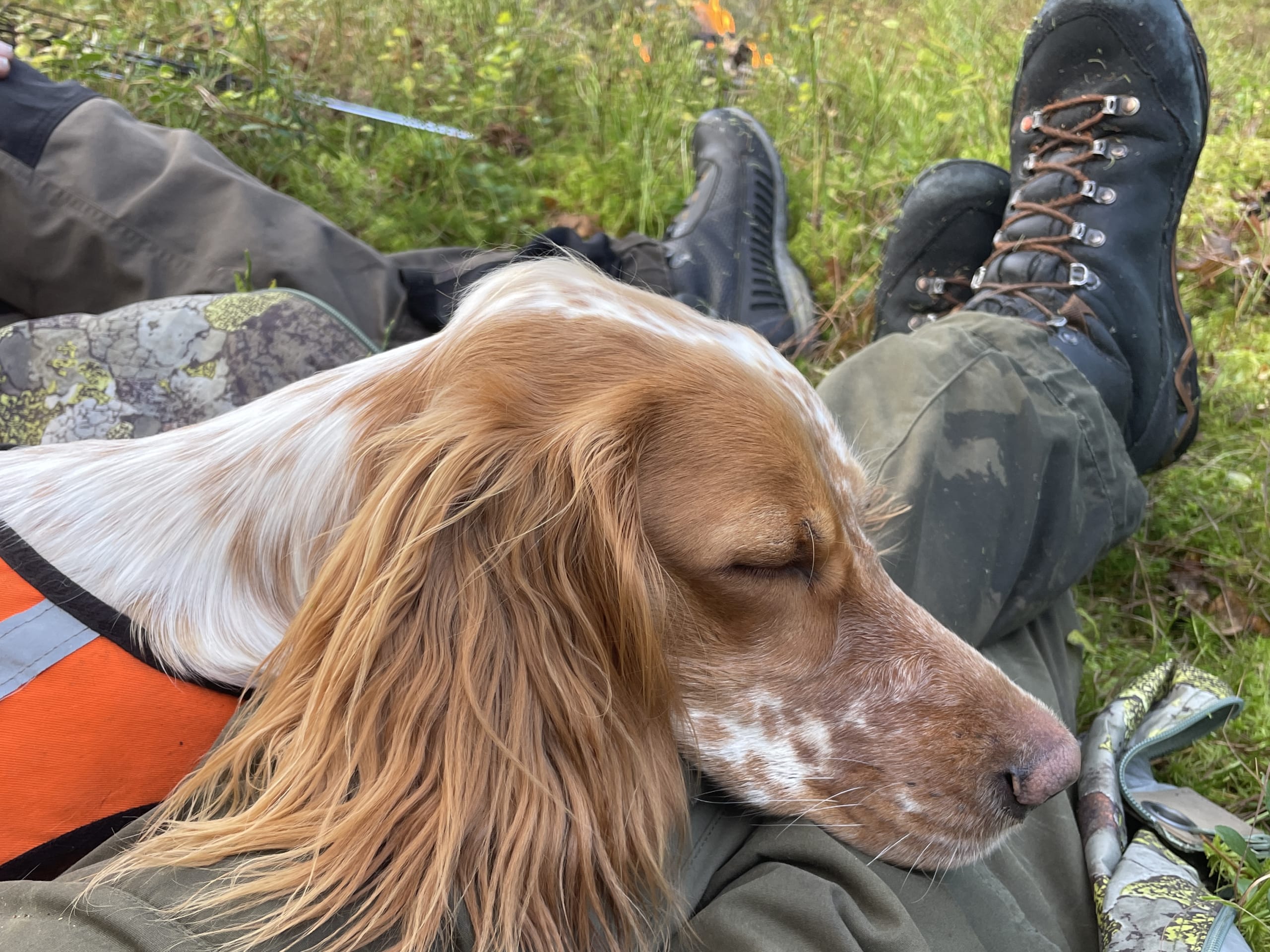 English Setter