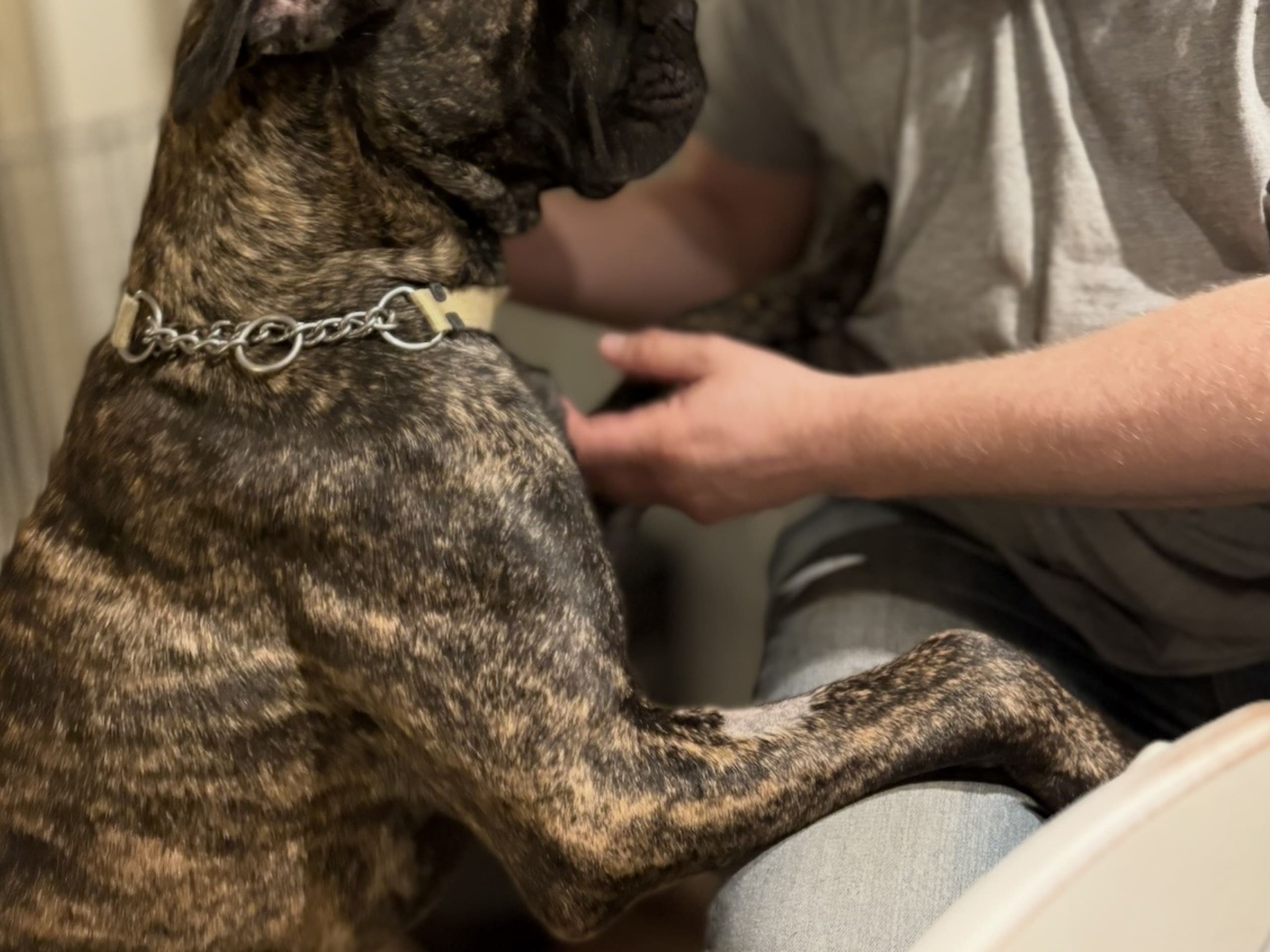 Cane Corso · Tidaholm · Guardians of Luck