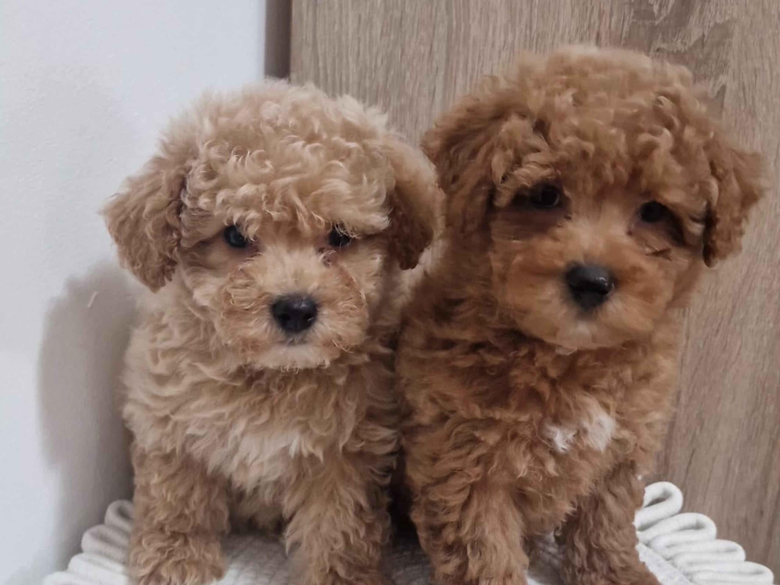 Maltipoo