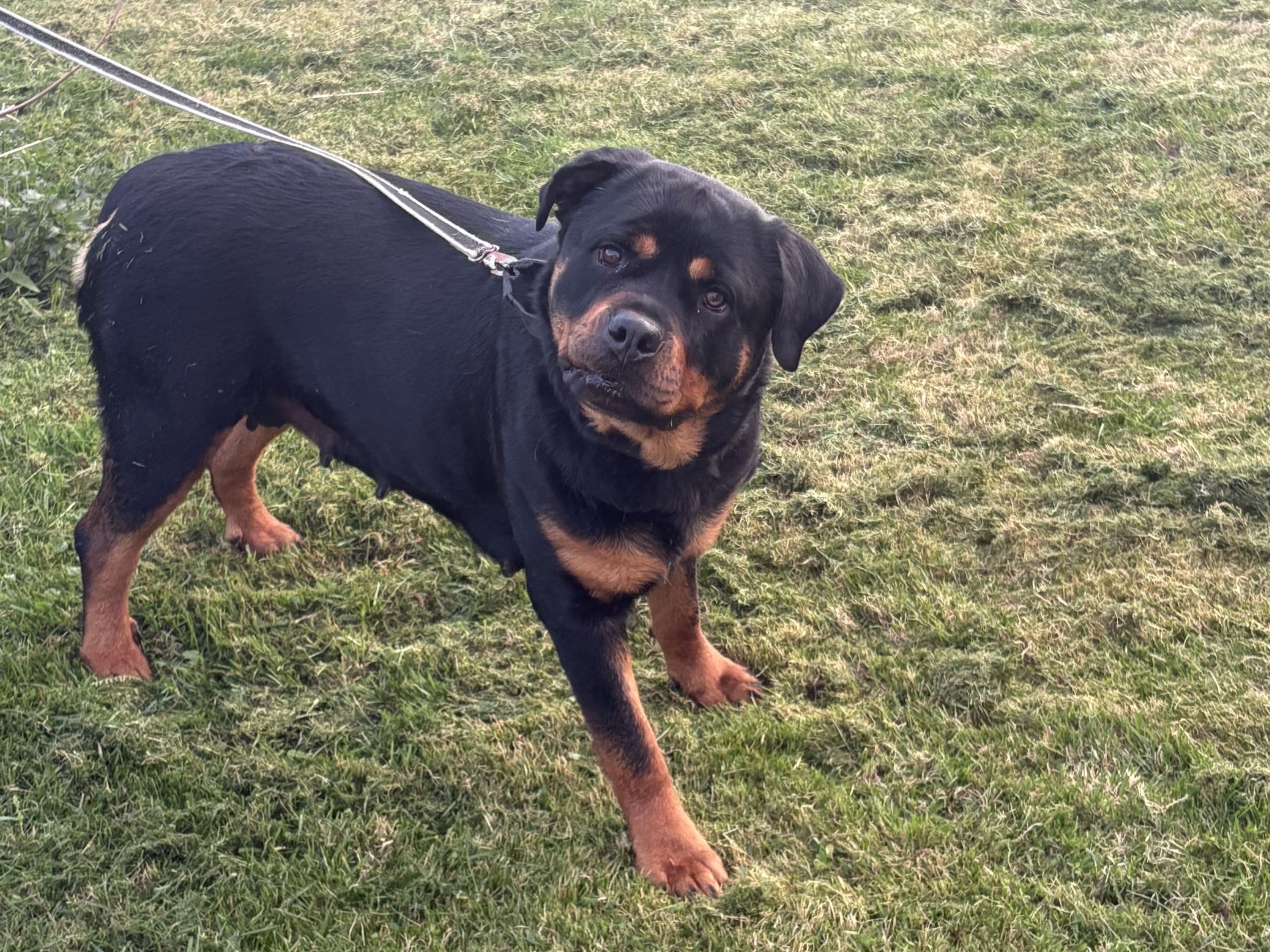 Rottweiler · Karlskoga · Lisabeta M.