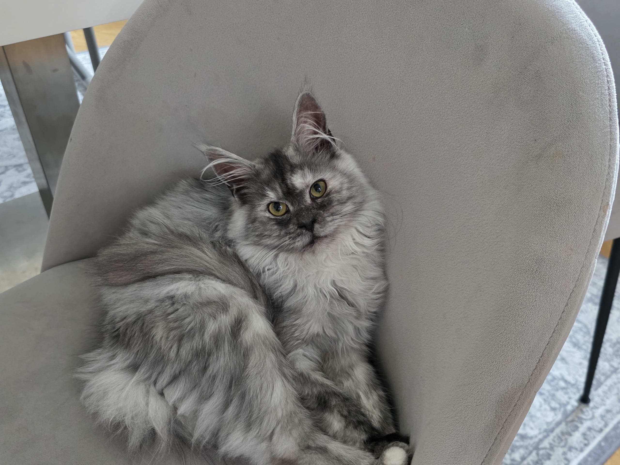Maine Coon · Reftele · Matilda H.