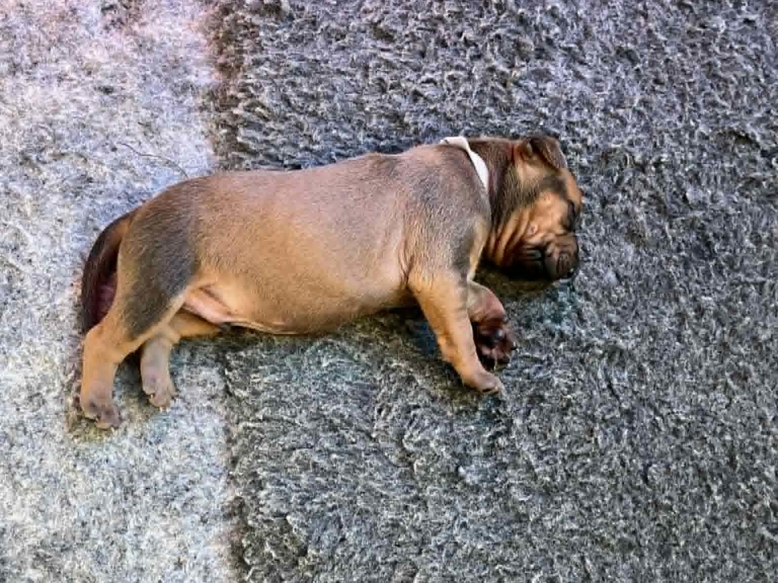 Rhodesian ridgeback · Hallaröd · Maxime Boulet