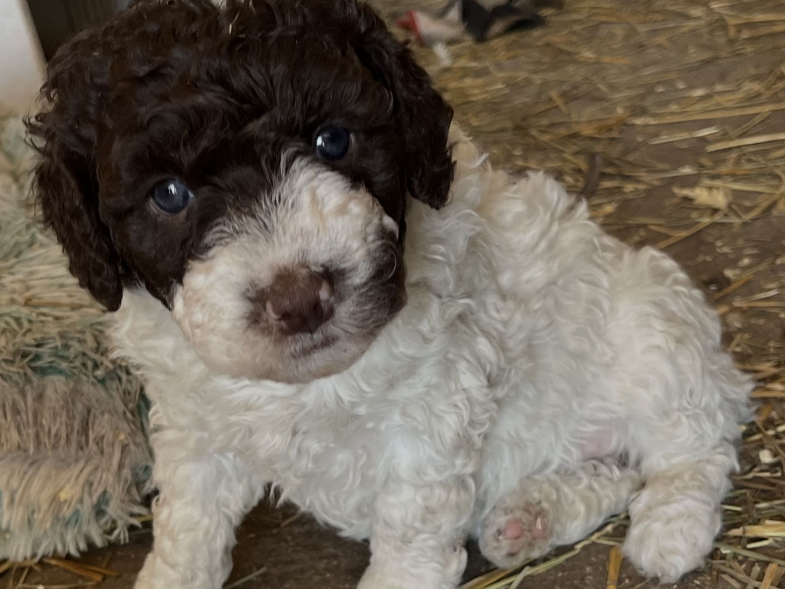 Spanish Water Dog (Perro de Agua Espanol)