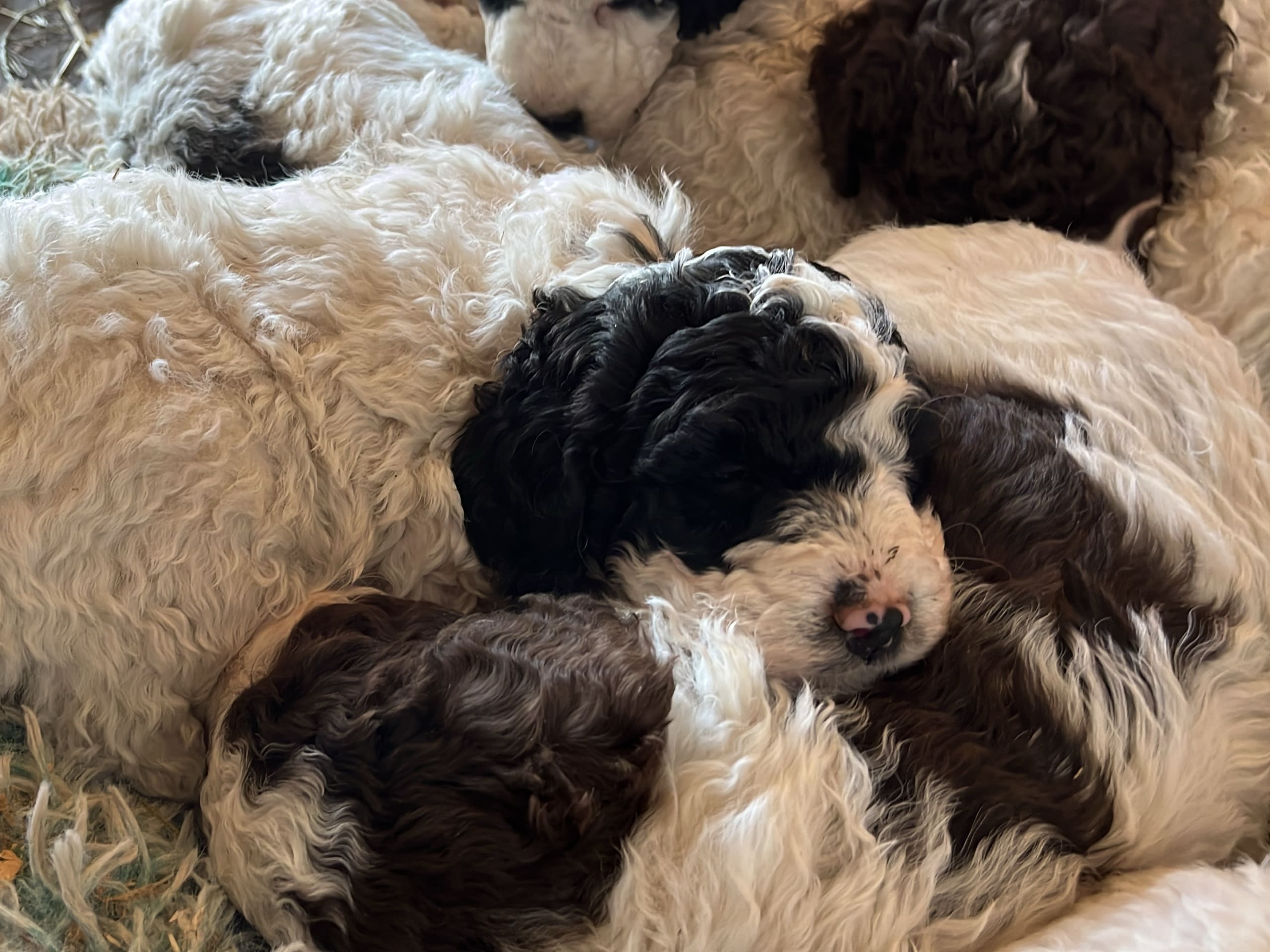 Spanish Water Dog (Perro de Agua Espanol)