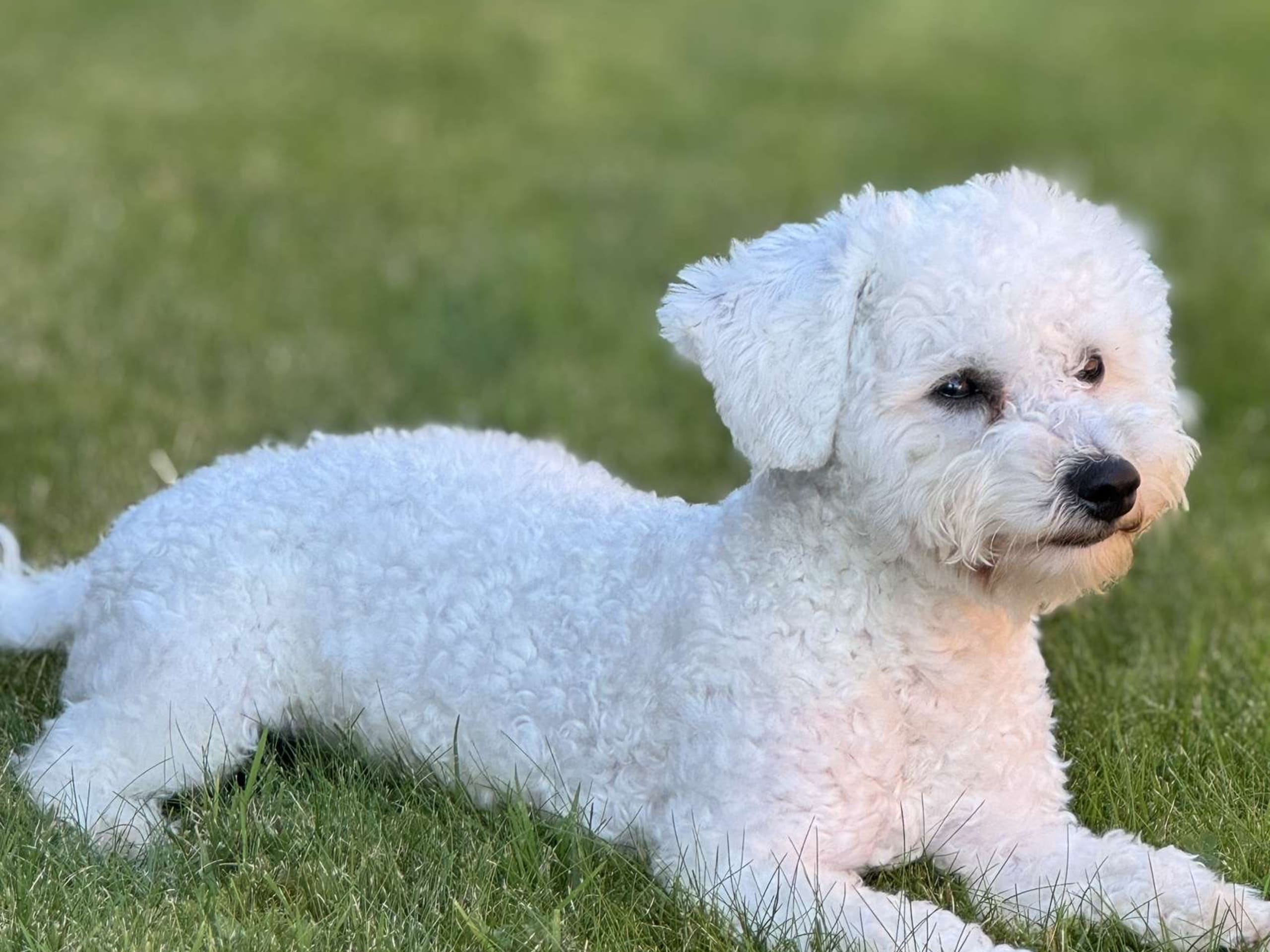 Bichon Frise · Köping · Alen H.