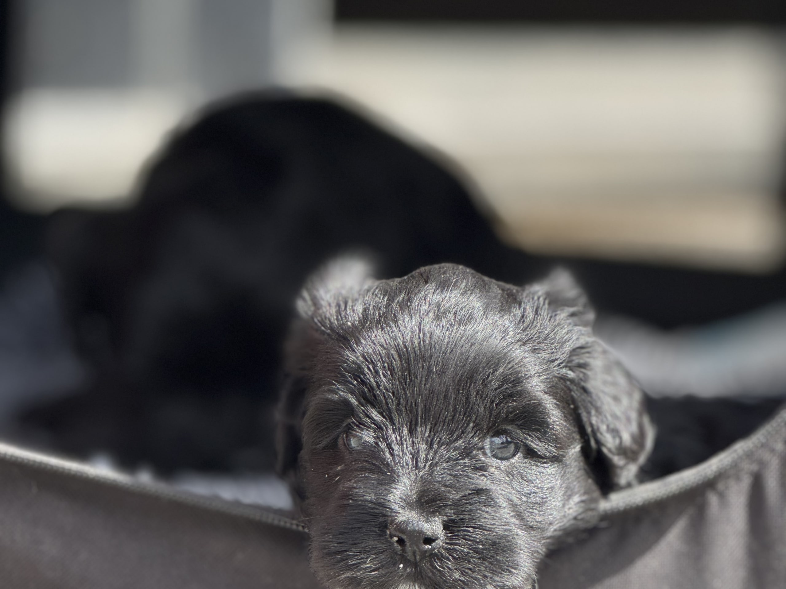 Tibetansk terrier · Skokloster · Solstickans