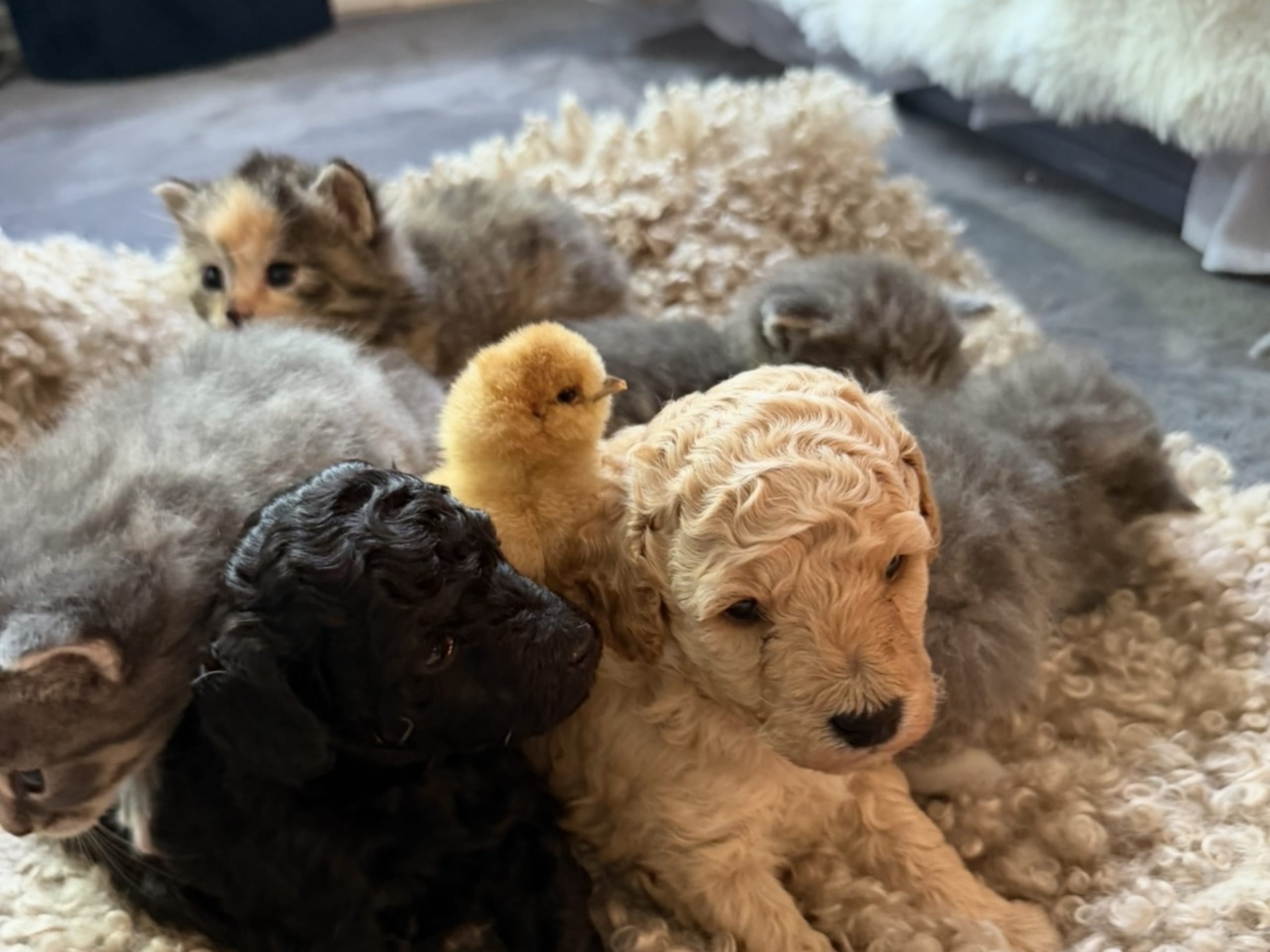 Miniature Poodle · Hörby · Lina H.