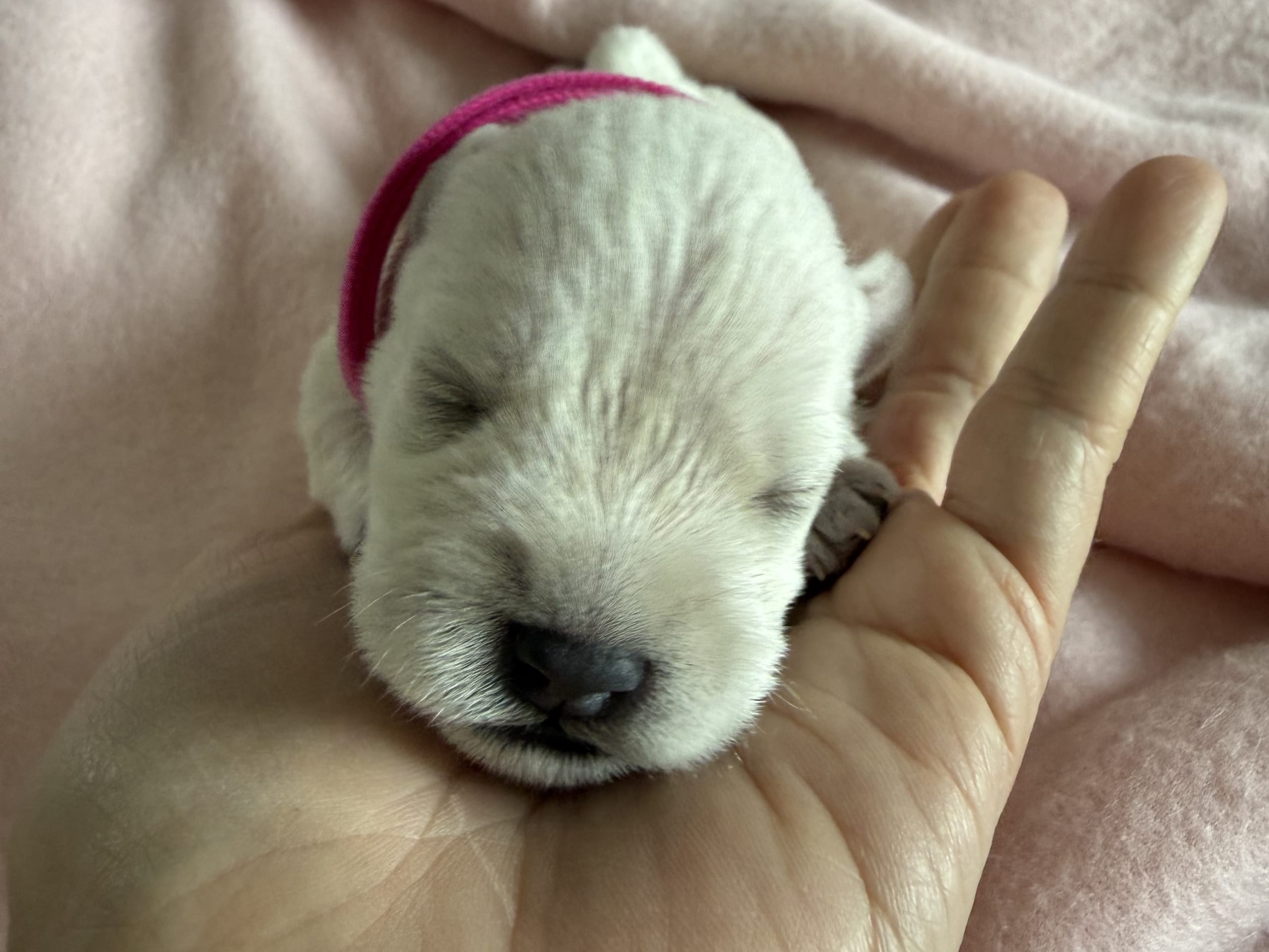 Miniature Schnauzer · Vara · Snowie Shine’s Kennel