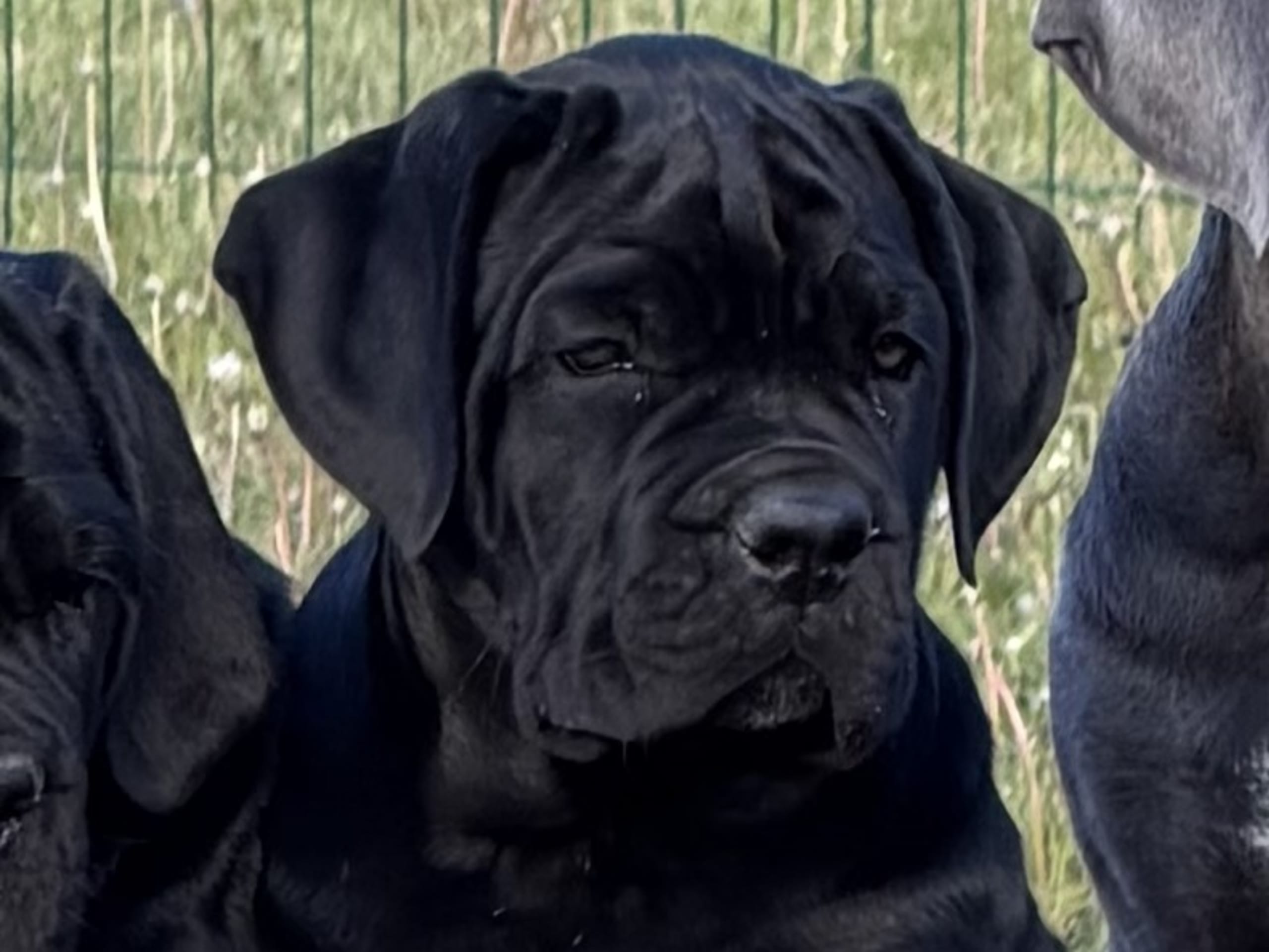 Cane corso · Norra Sorunda · Red Boss