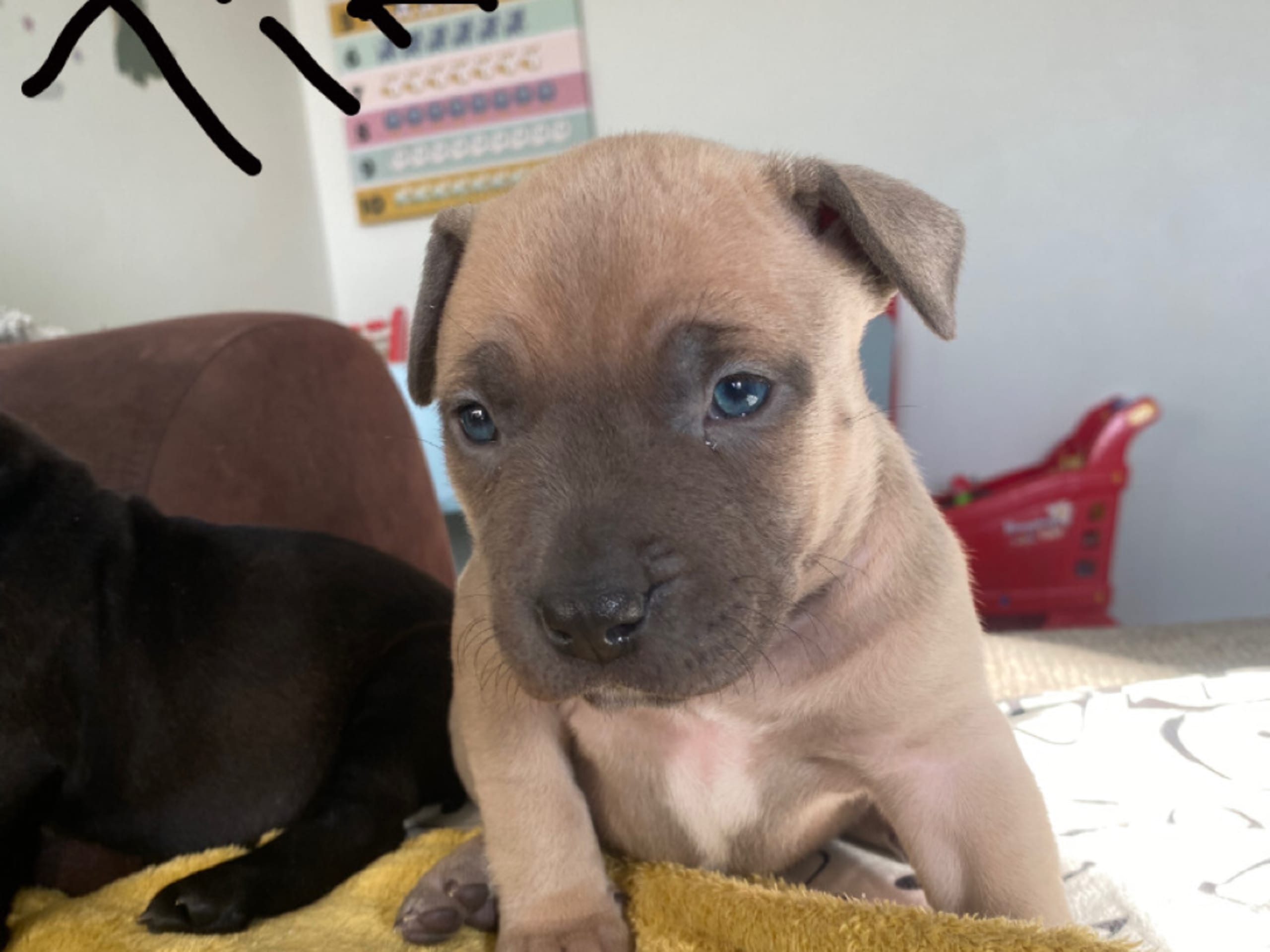 American bully · Kristianstad · Amina E.