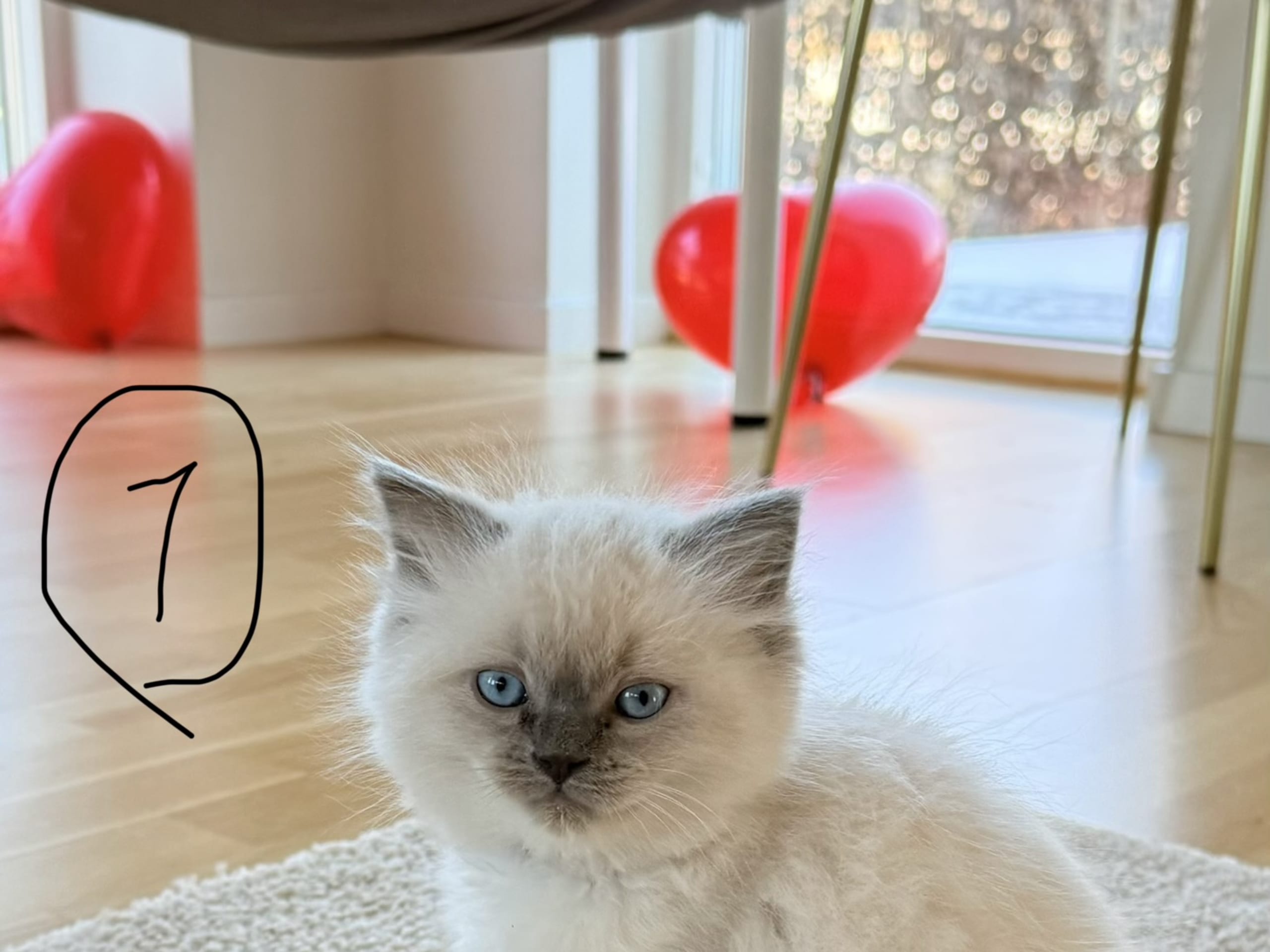 Ragdoll · Bollebygd · Rose