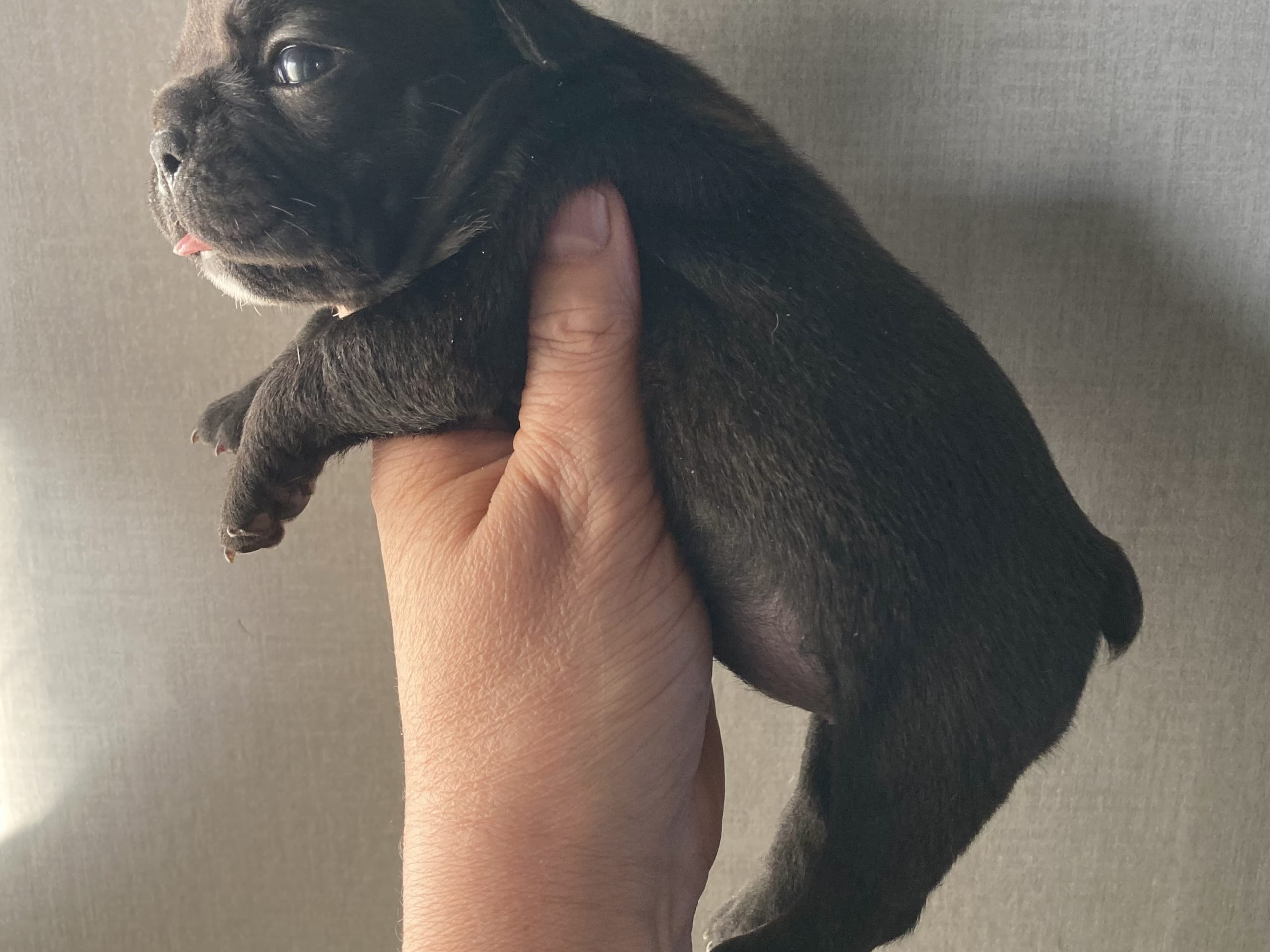 French Bulldog · östervåla · Dexline's