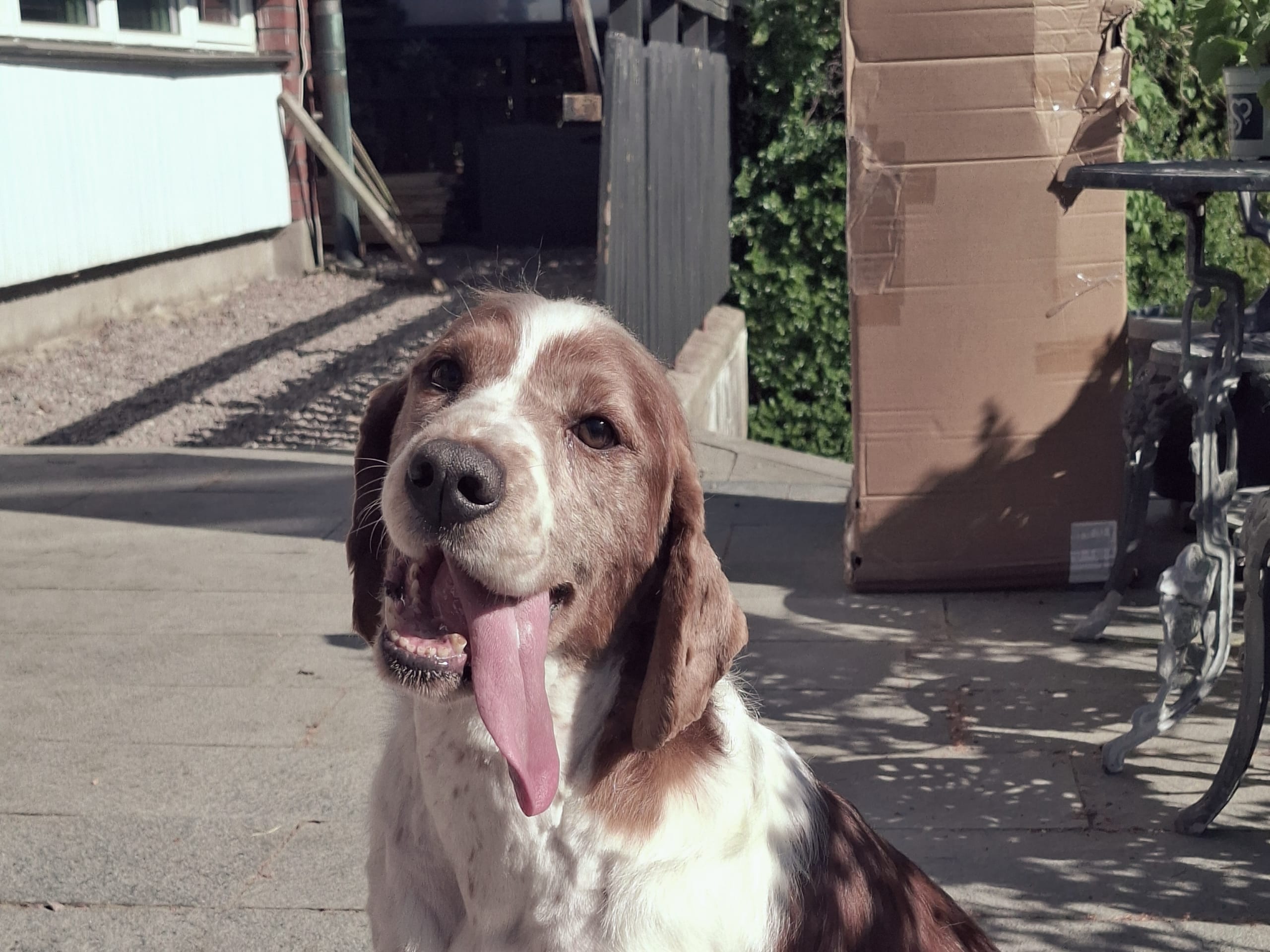 Welsh Springer Spaniel · Gustavsberg · Ghillsbay