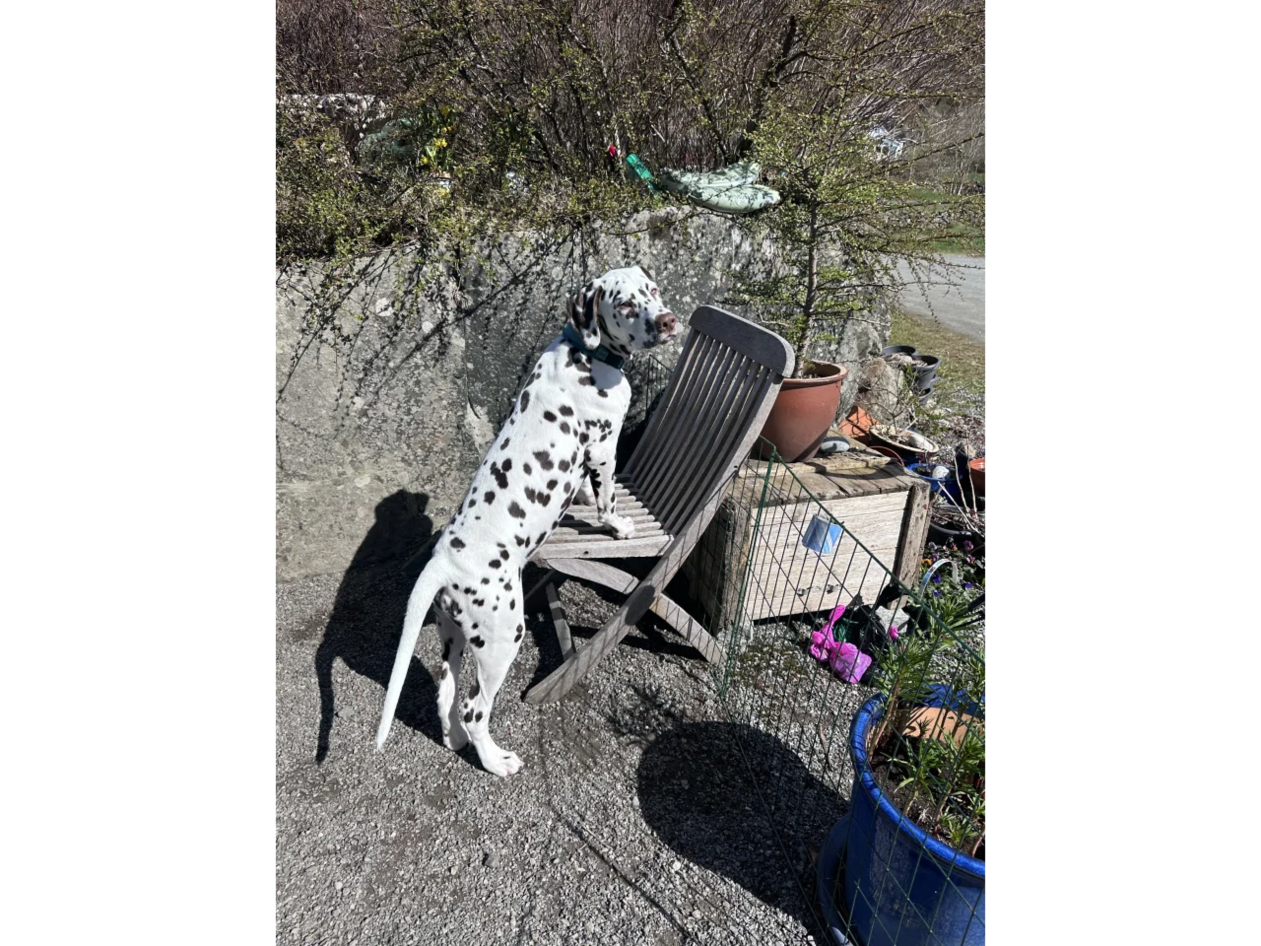 Dalmatian · Frekhaug · Kennel Shospot