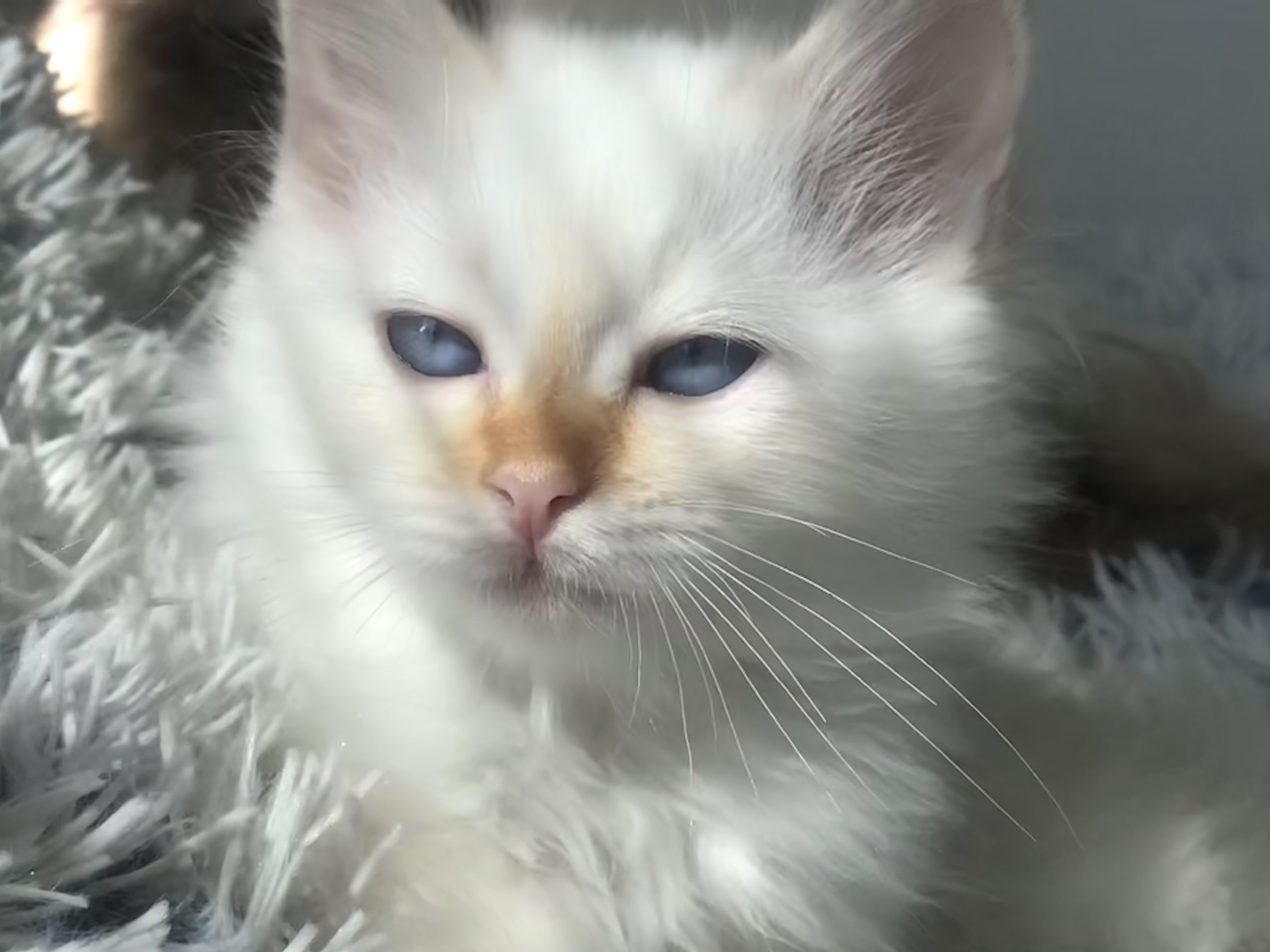 Birman · Solna · SagaStar’s