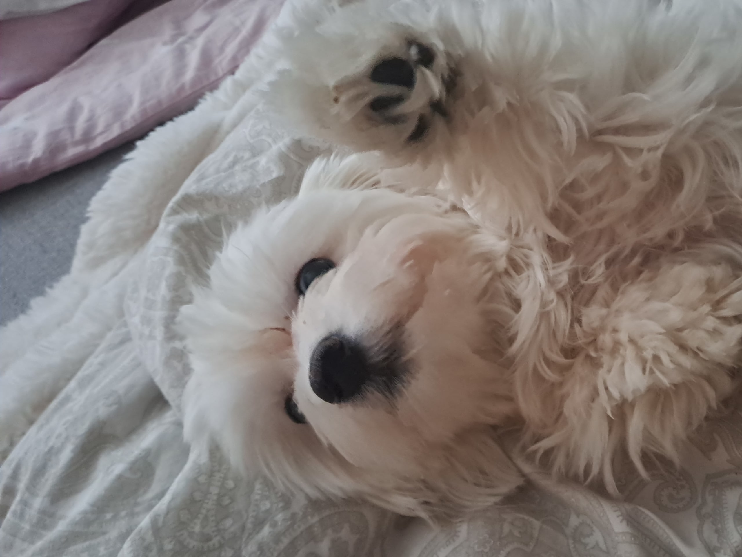 Maltese · Torshälla · Emelie R.