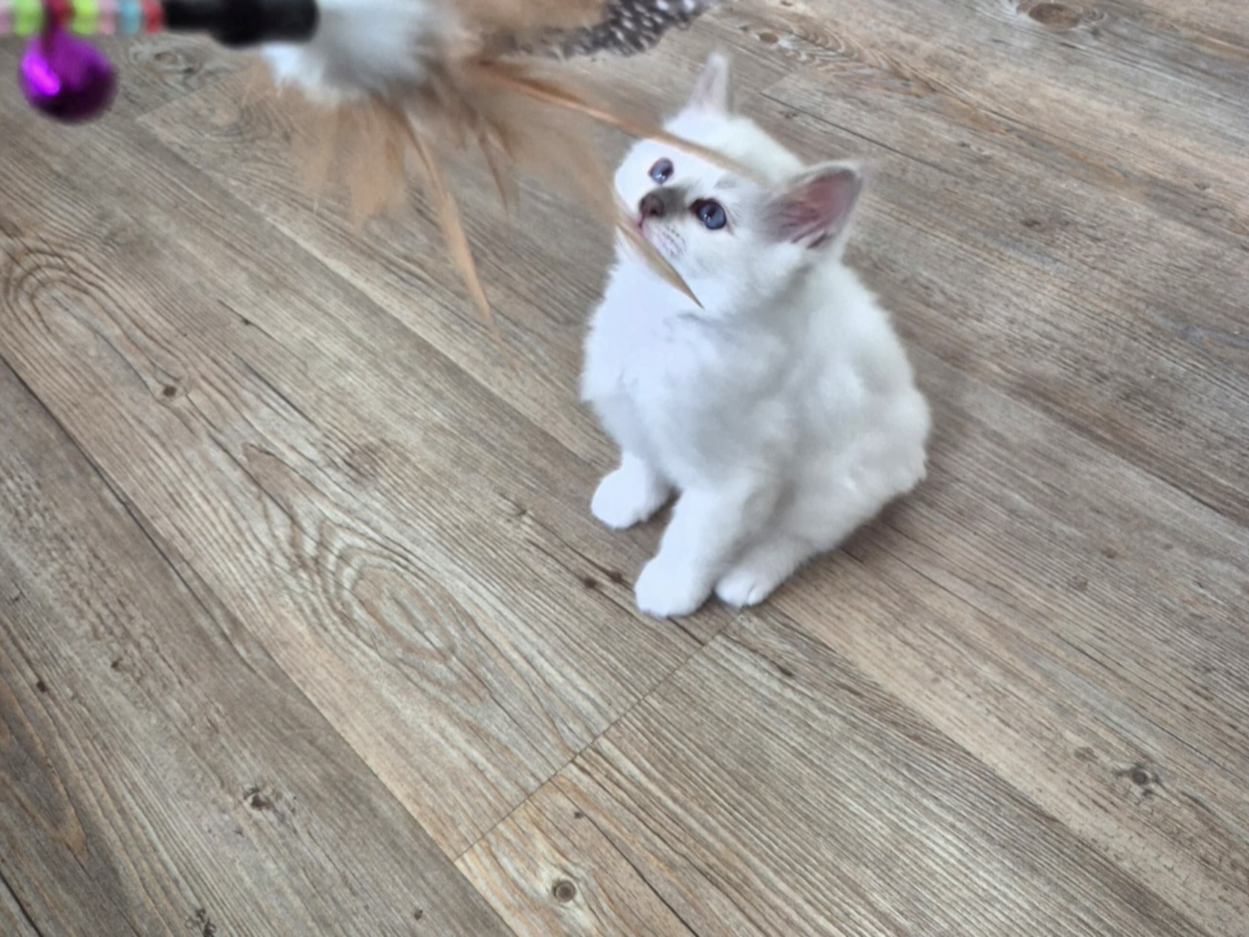 Birman