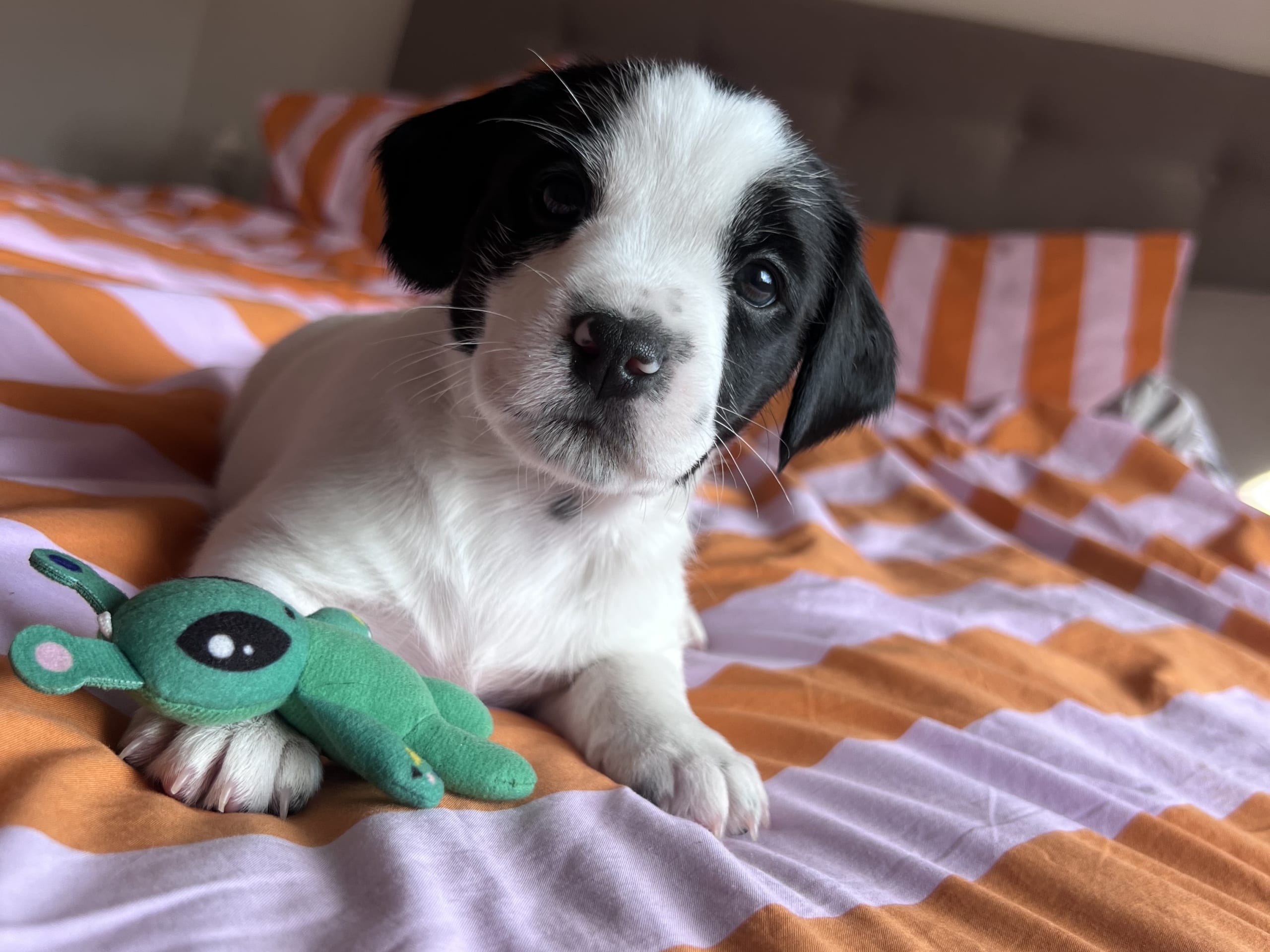 Cocker Jack · Motala · Elin F.