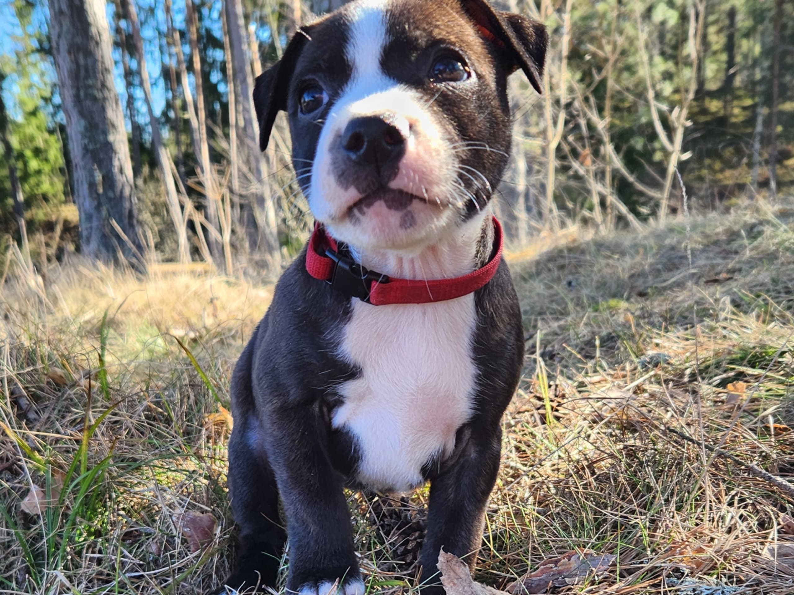 Staffordshire bull terrier · Katrineholm · Ozkagården's