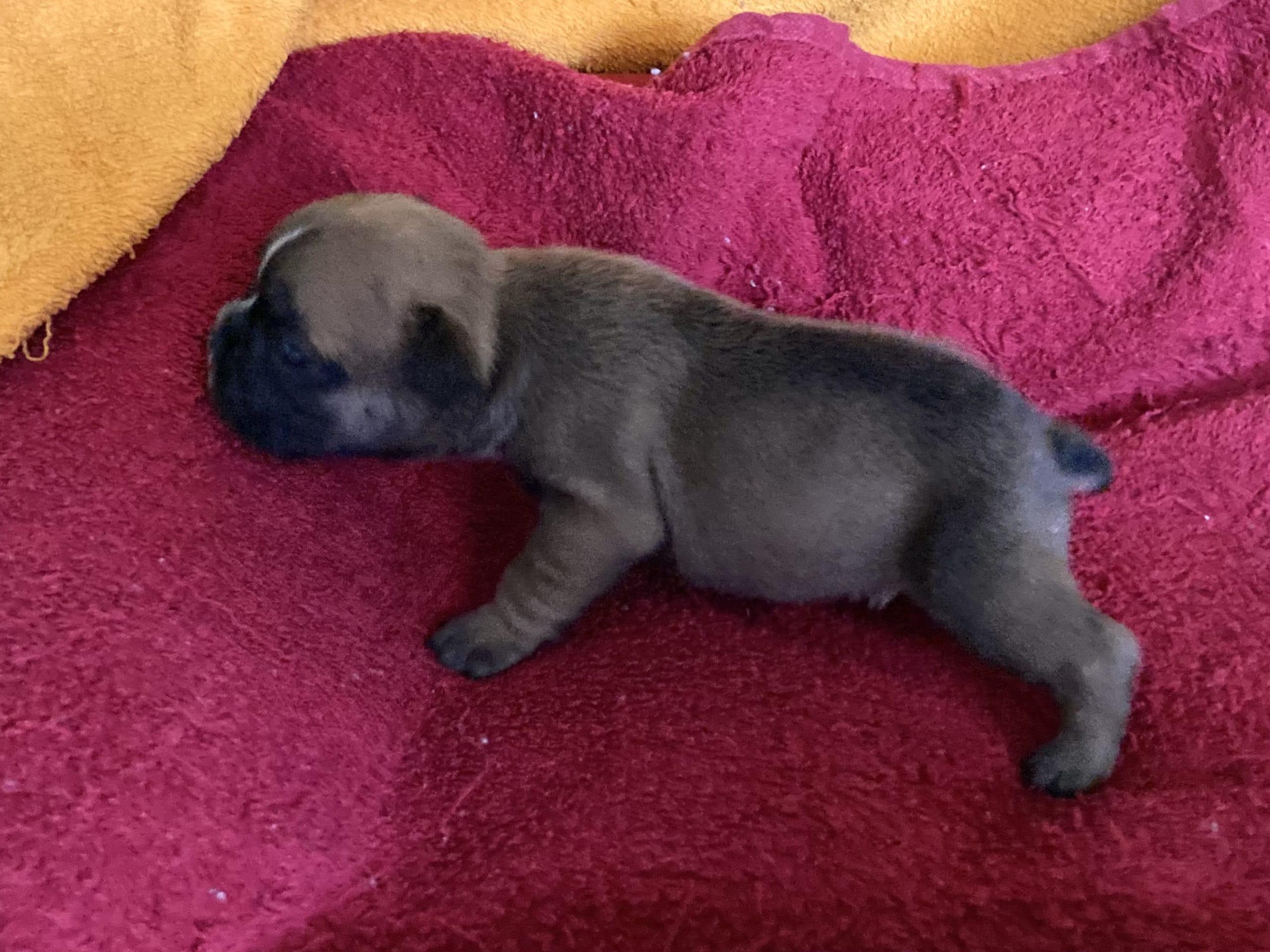 French Bulldog · östervåla · Dexline's