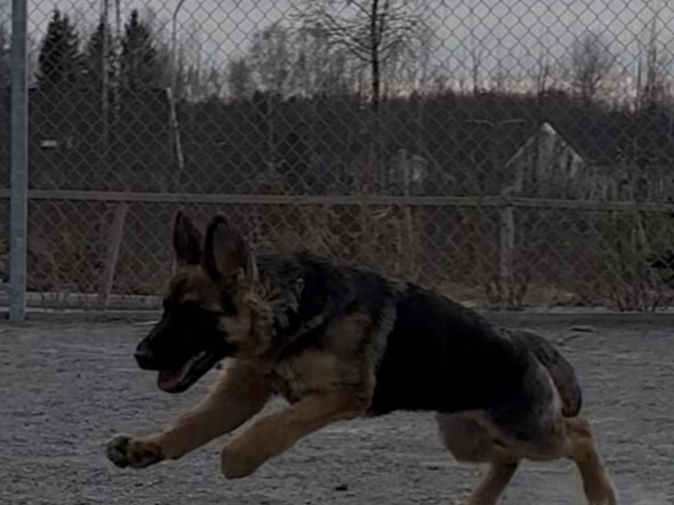Schæferhund