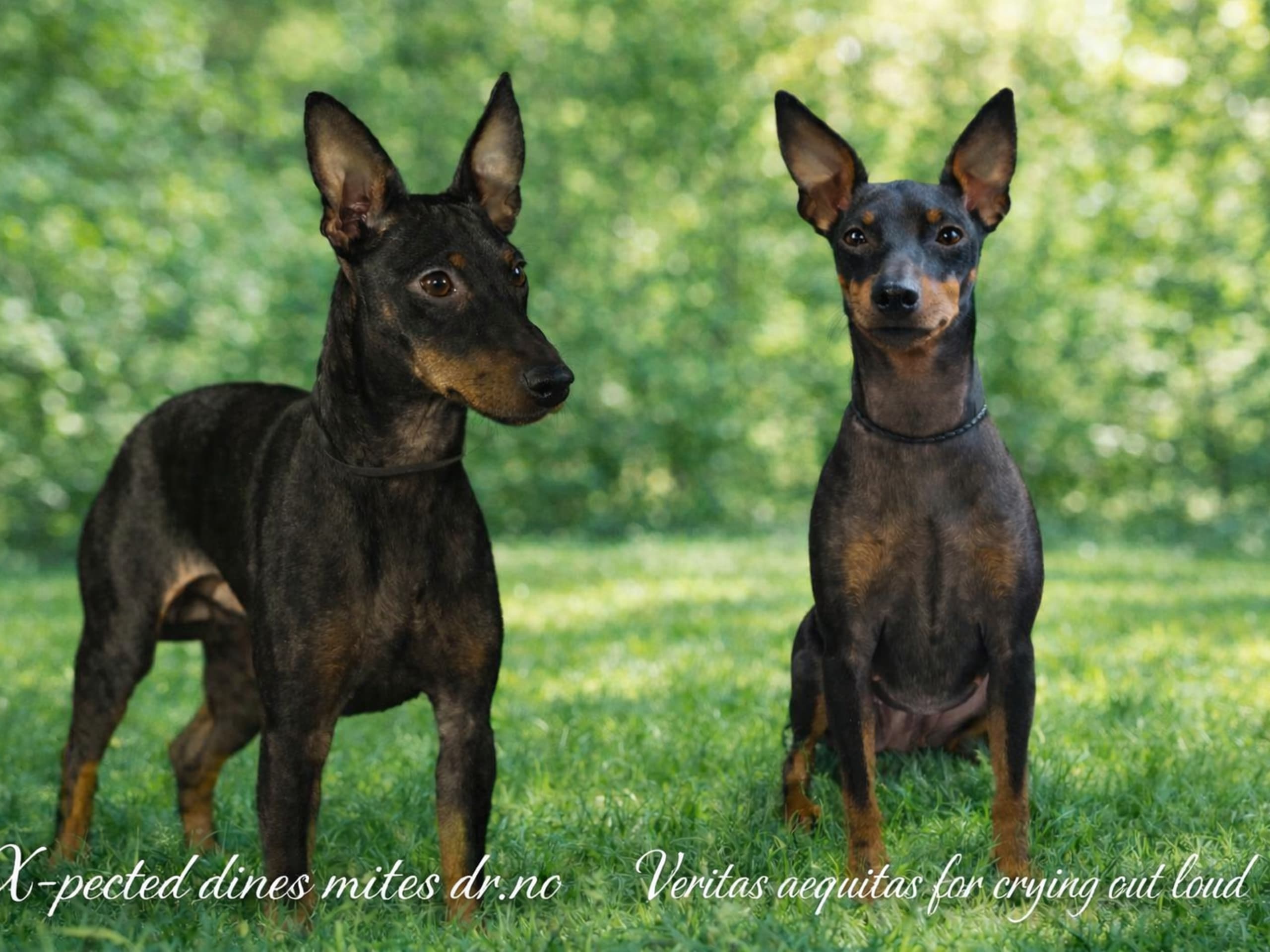 English toy terrier · Strömstad · Black and fawn