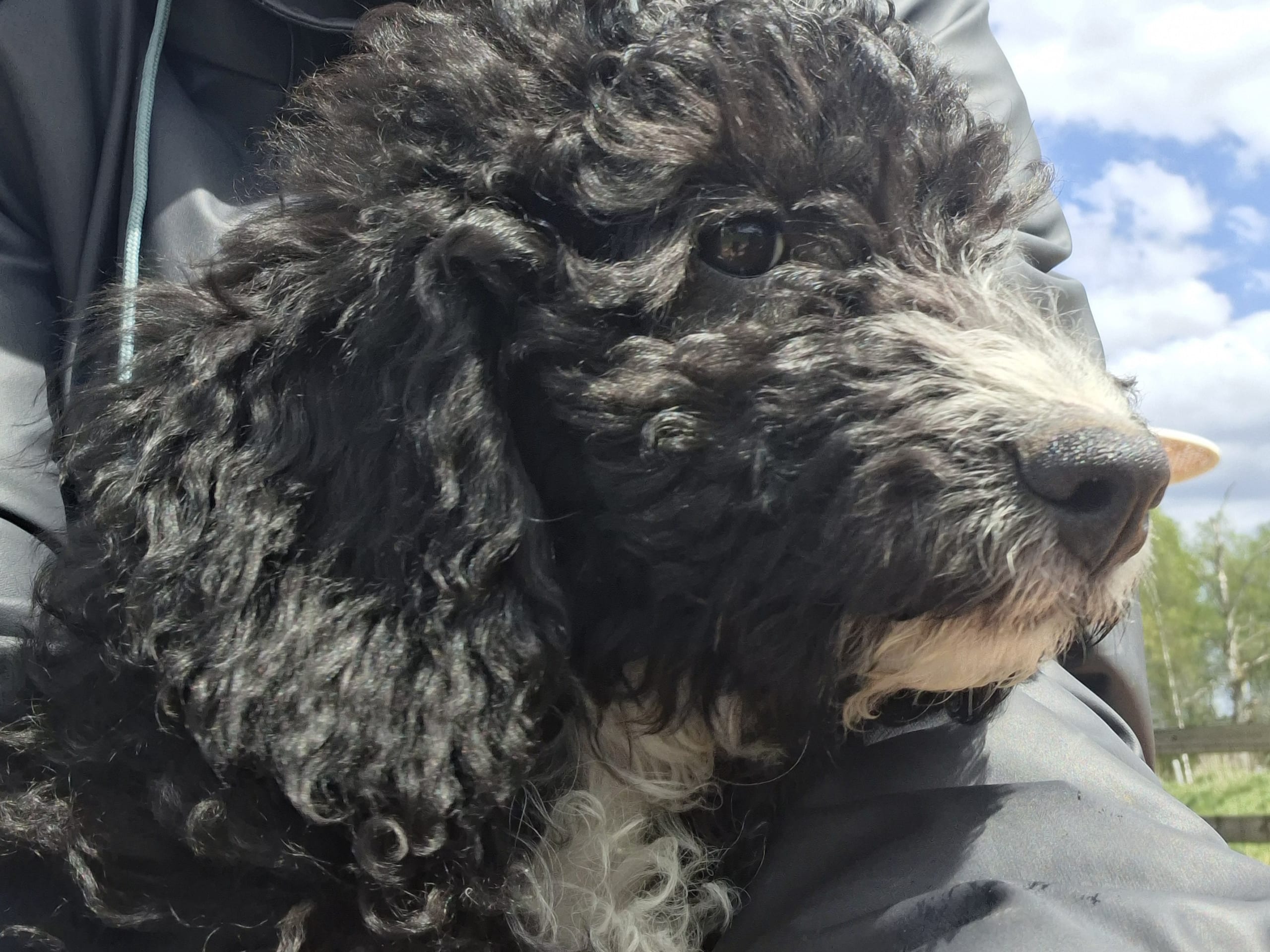Bernedoodle