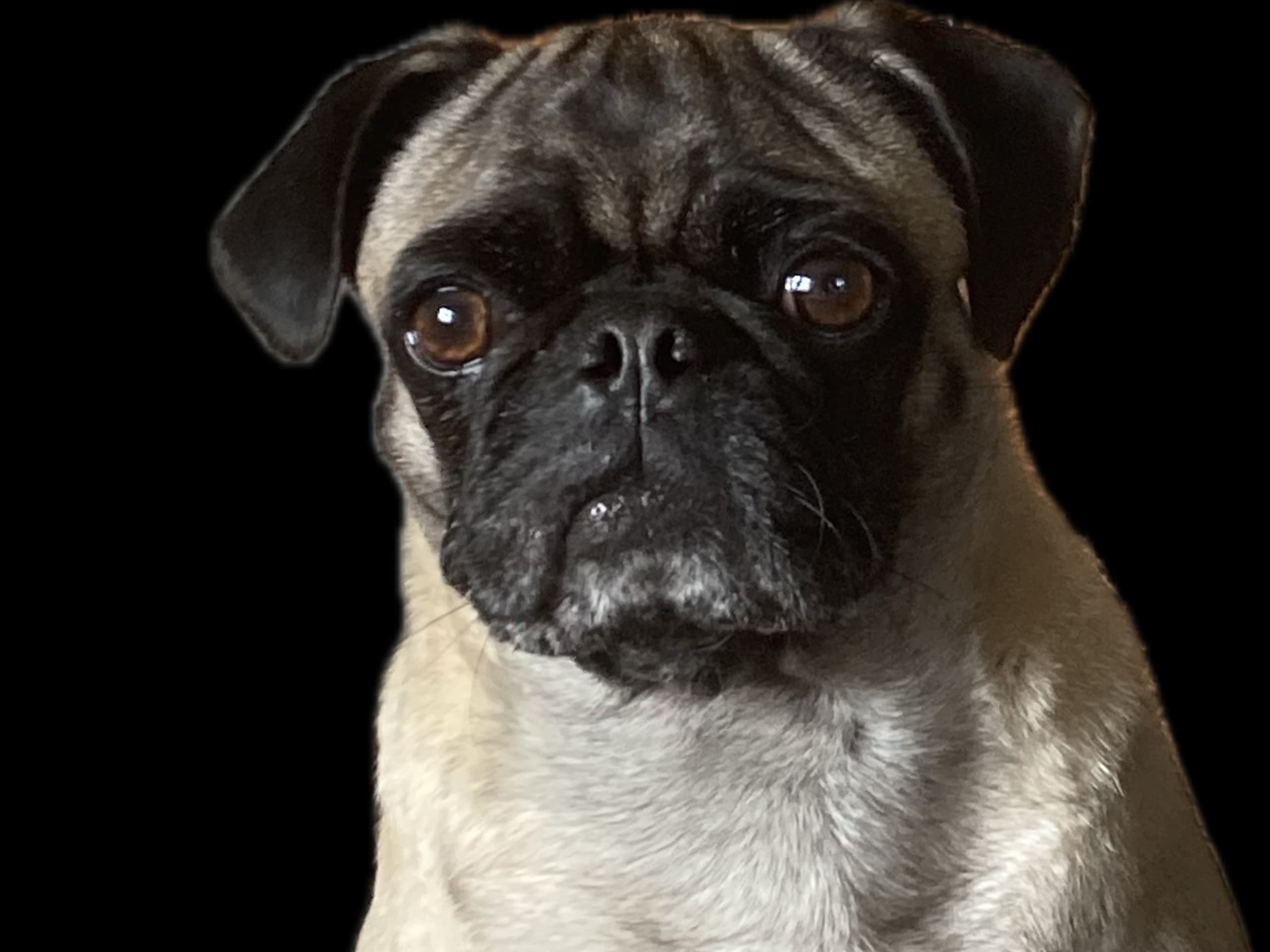 Pug · Knivsta · Luckypugs