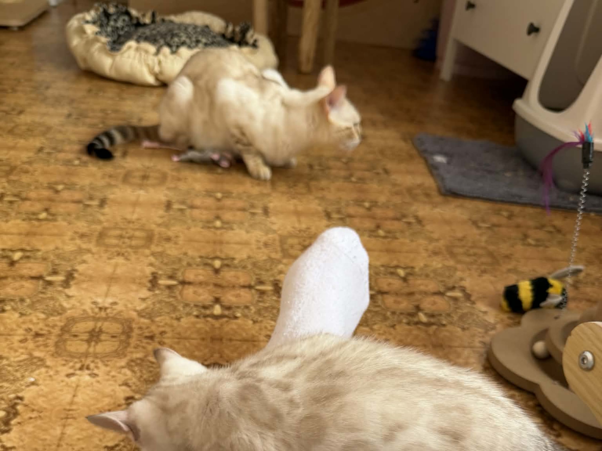 Bengal · Strängnäs · S*Retrivers