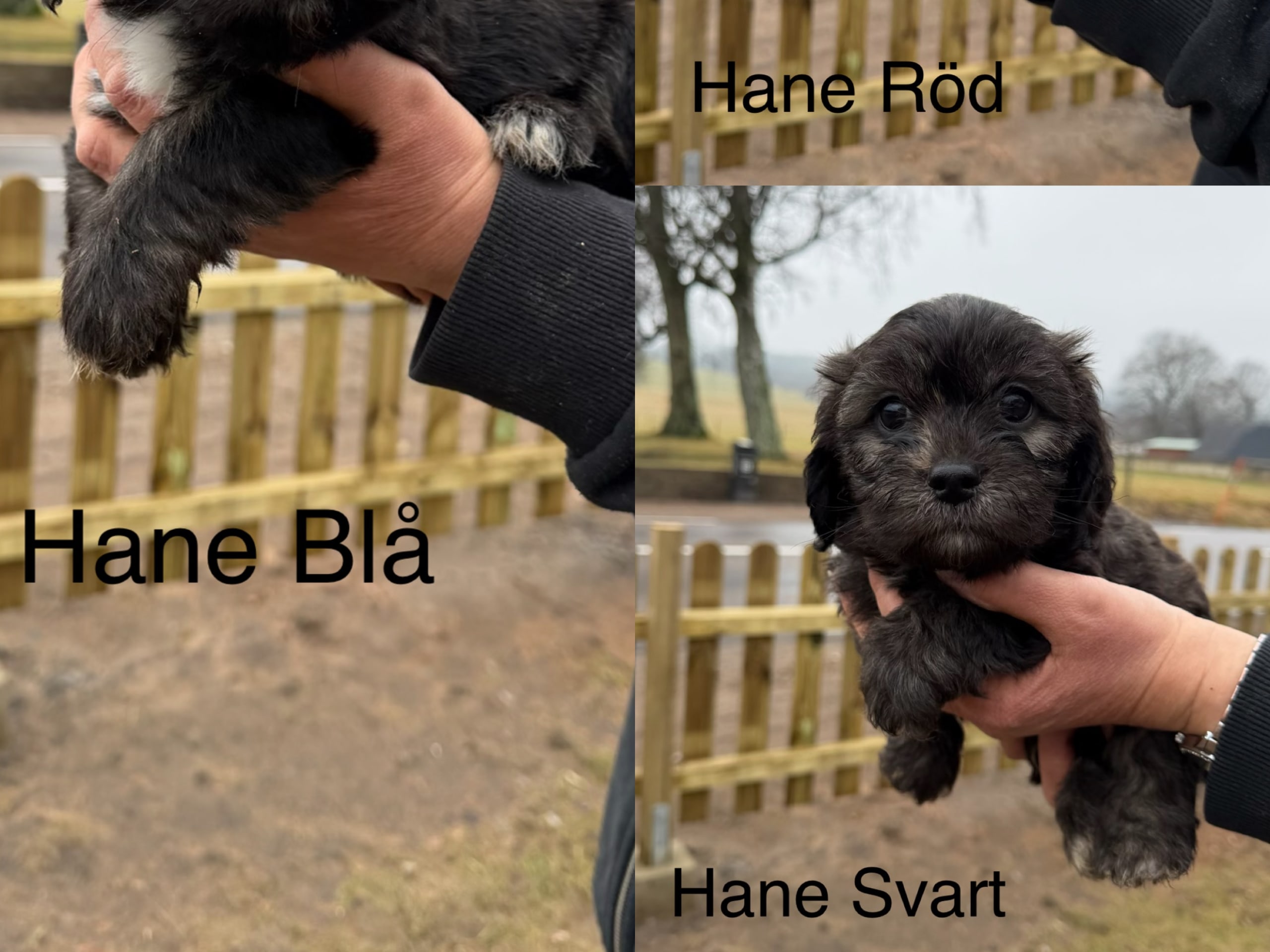 Shih tzu / Lhasa Apso · östra karup · Tina N.