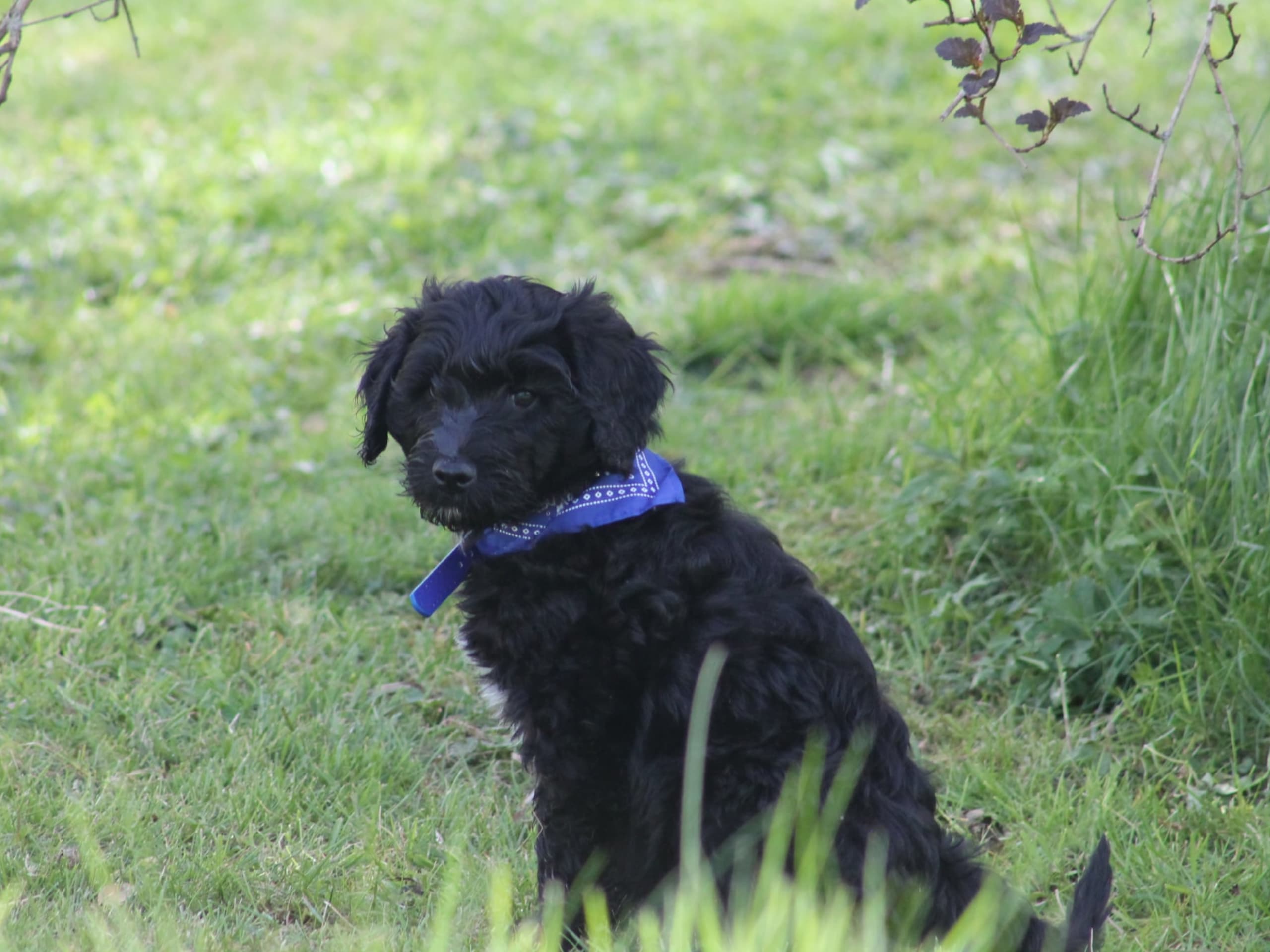 Aussiedoodle · Färgelanda · Nyckelvattnets