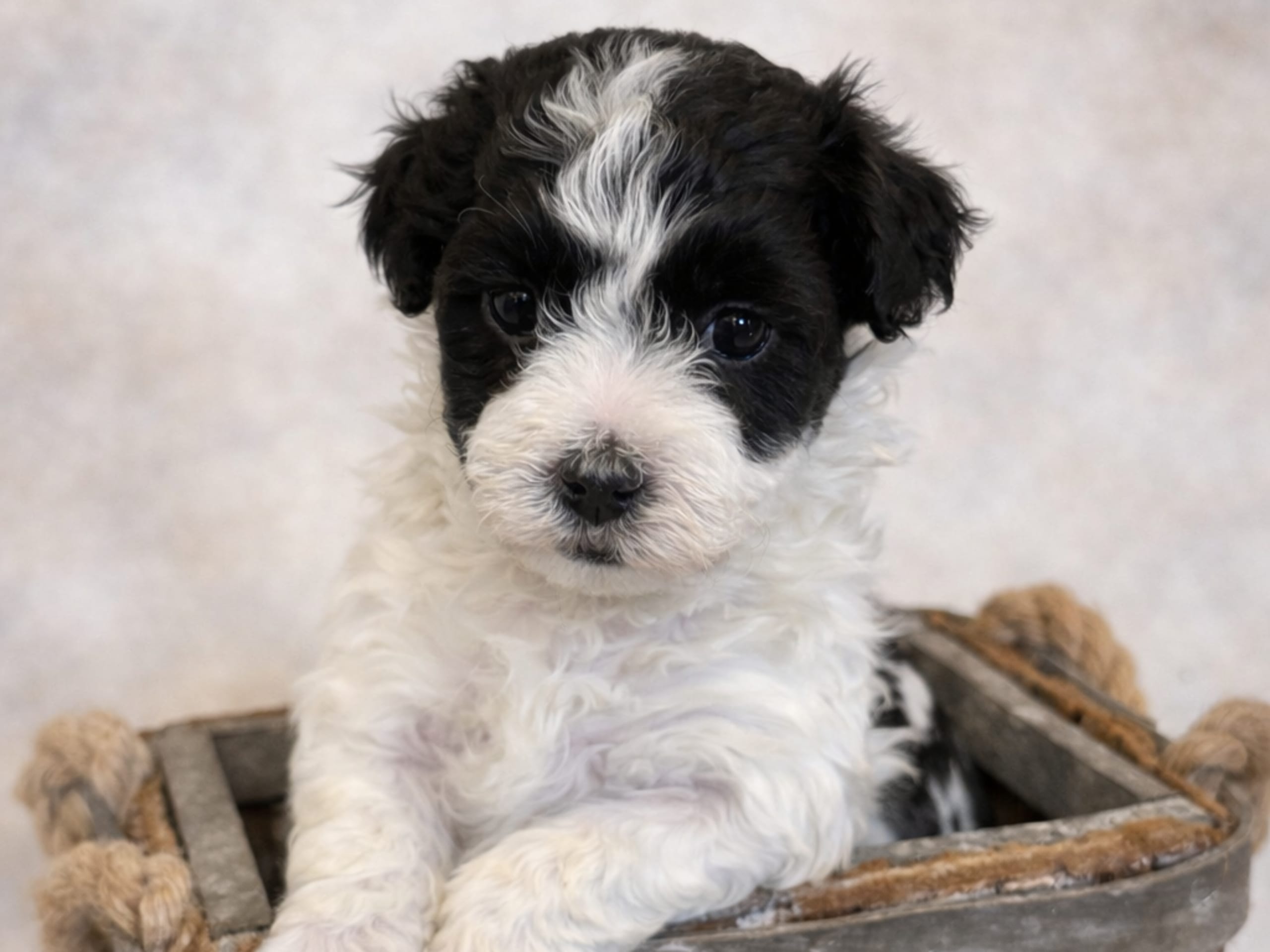 Havapoo · Väring · Vaktmästarboställets kennel