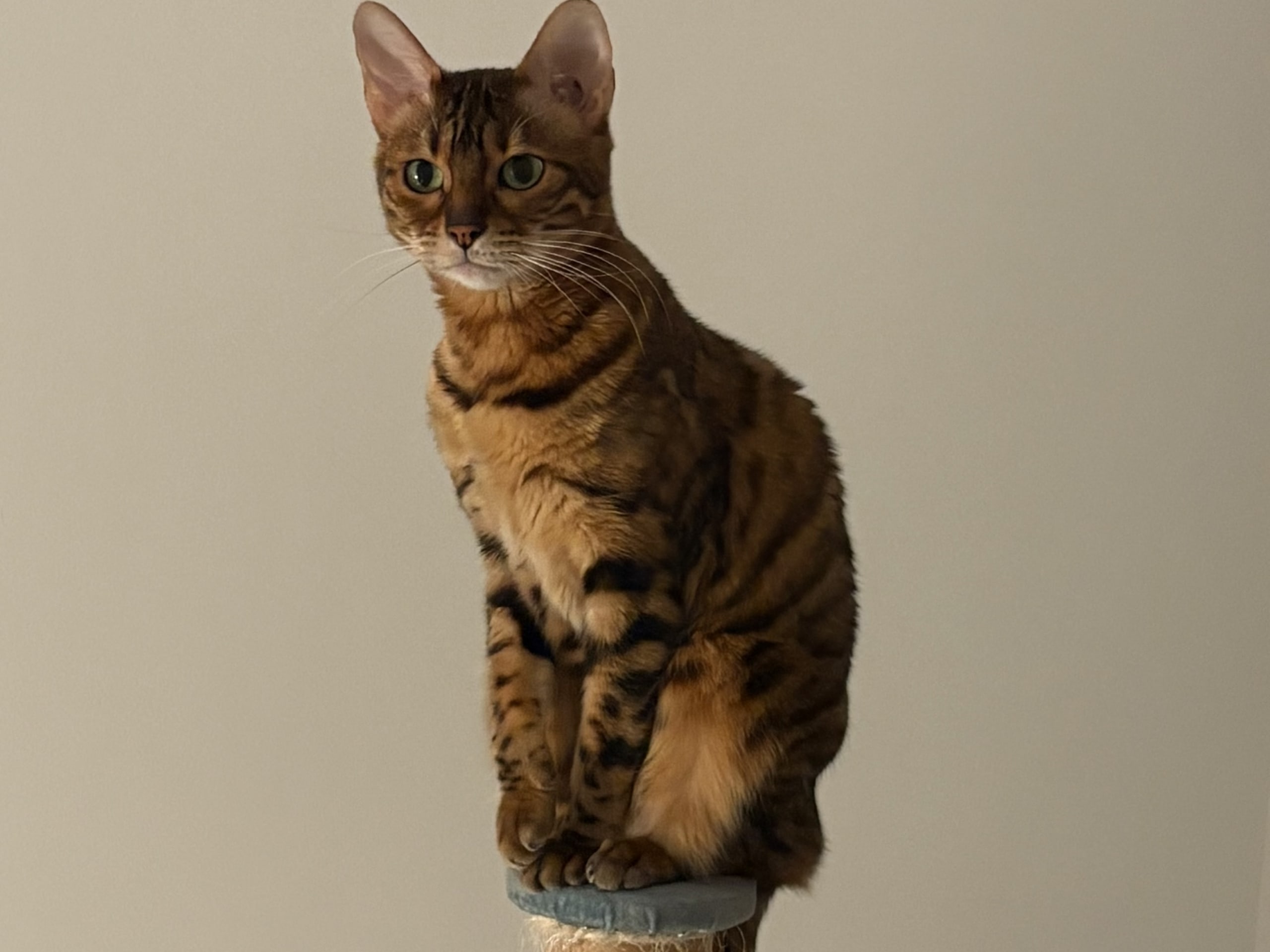 Bengal · Lund · Amanda Å.