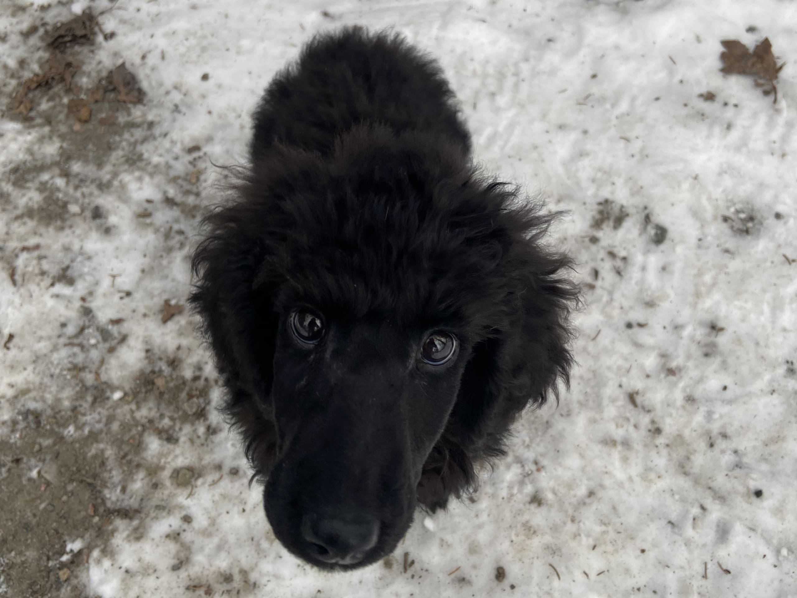 Standard Poodle