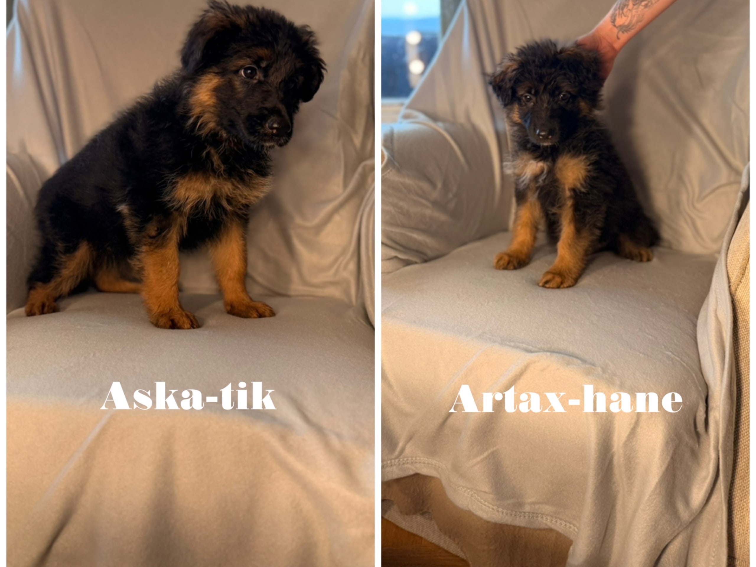 Schæferhund · Rävlanda · Sheperd Guardians
