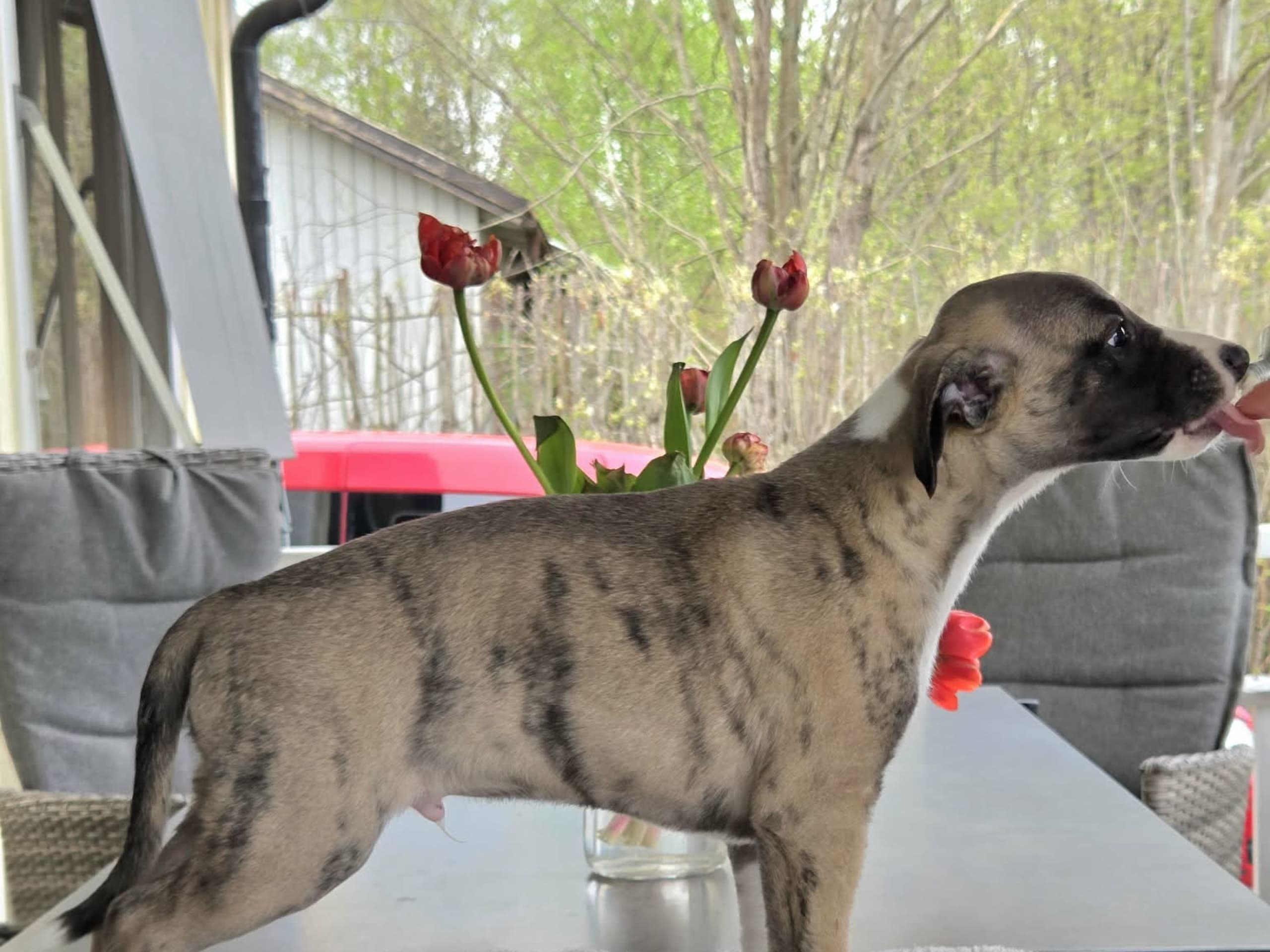 Whippet · Vålberg · Alternova Whippet