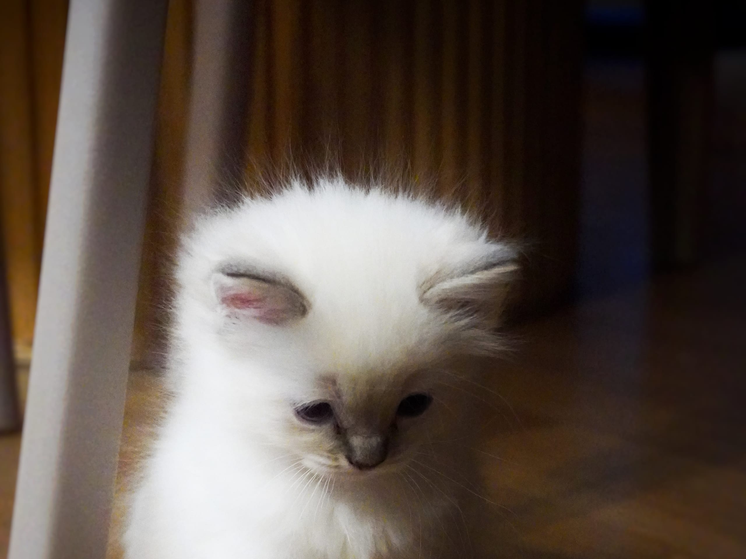 Ragdoll · Linköping · Lyrhedskatter