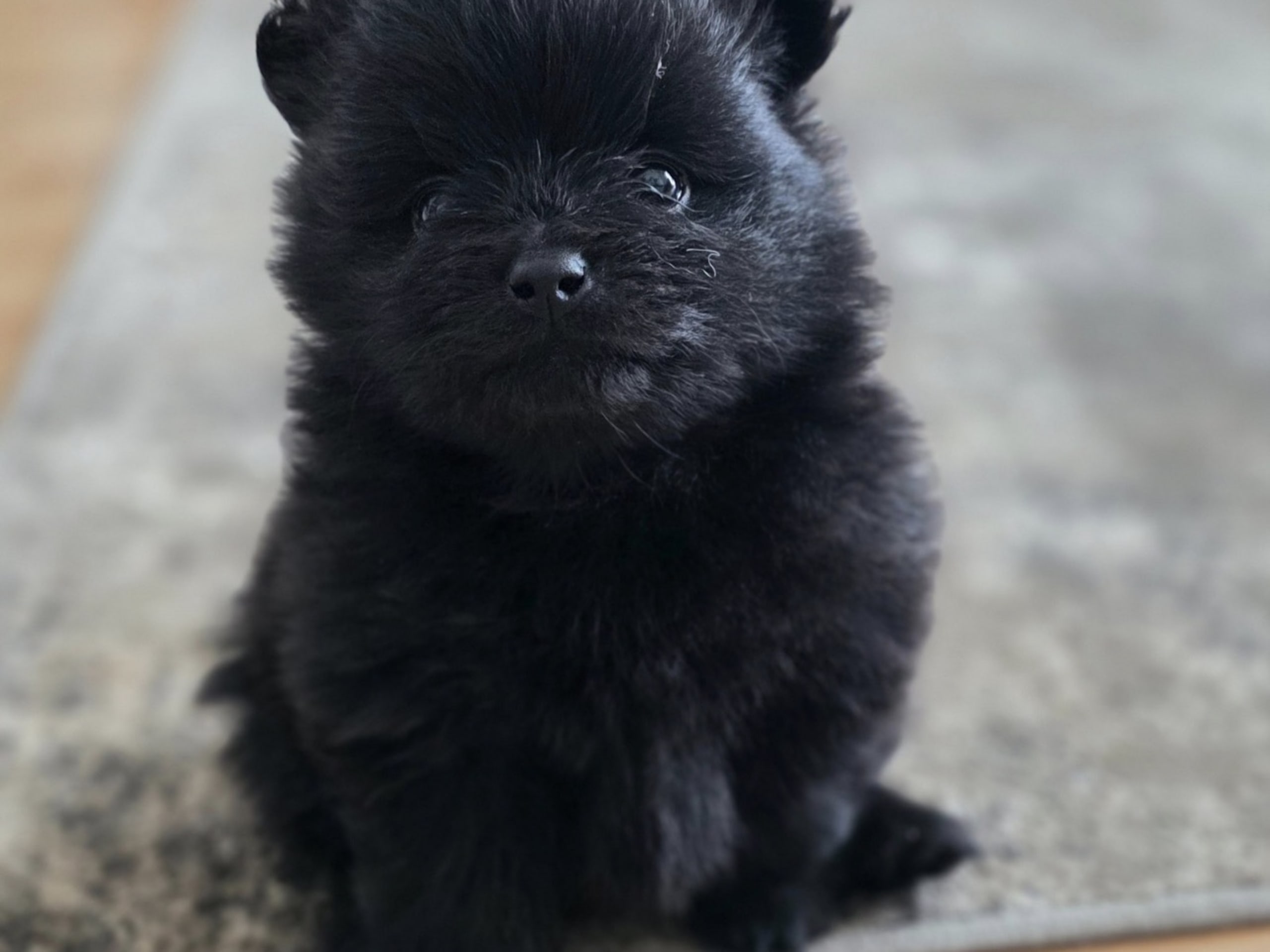 Pomeranian · Sollentuna · Mahsa K.