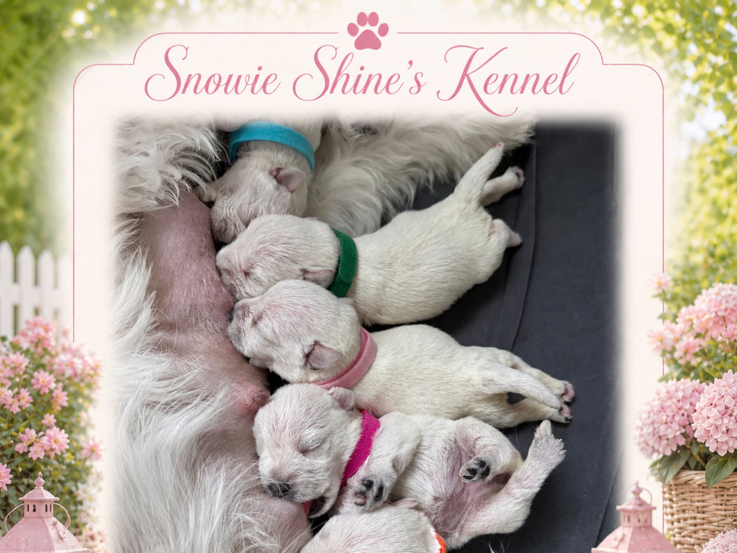 Miniature Schnauzer · Vara · Snowie Shine’s Kennel