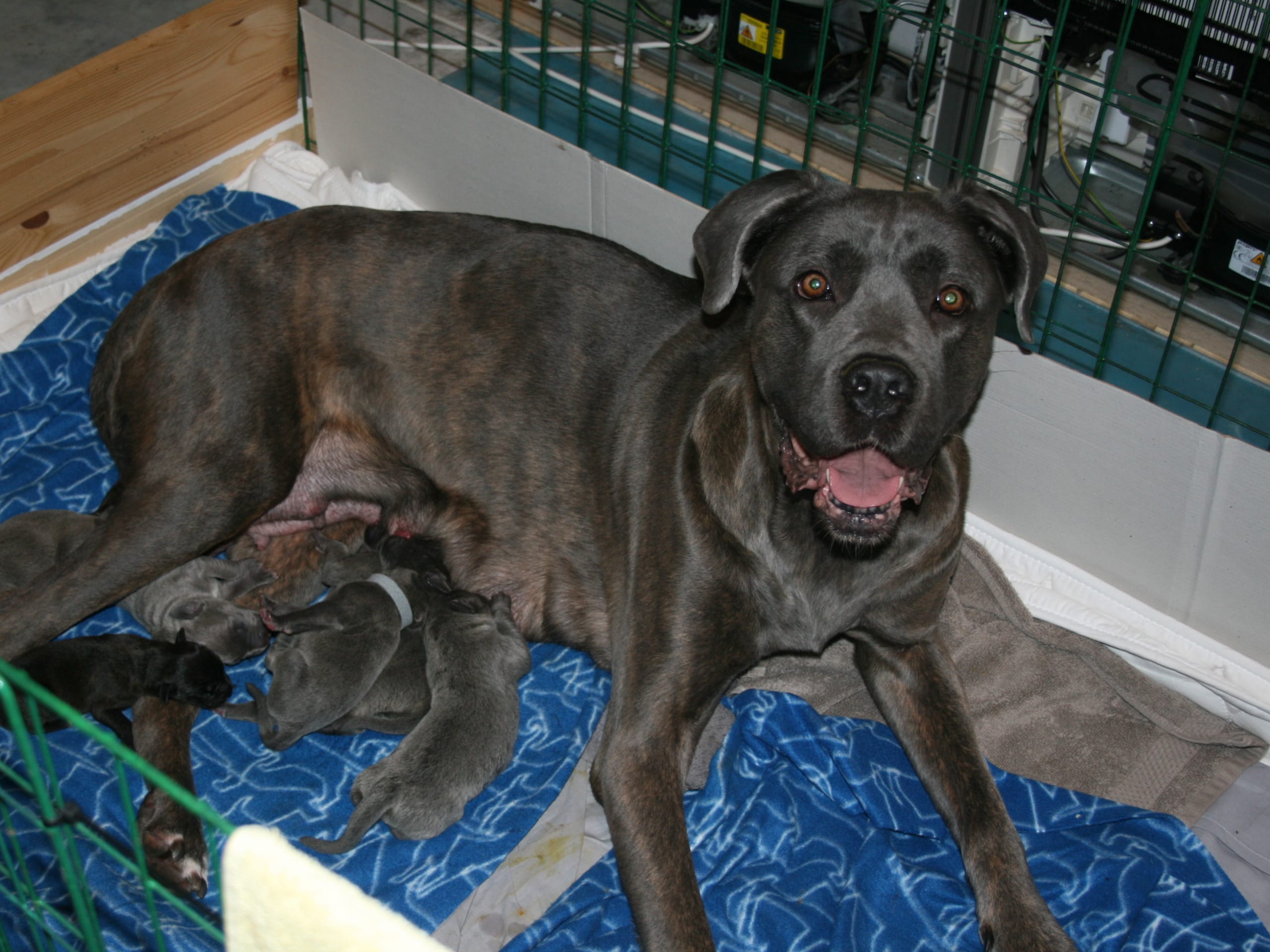 Cane corso · Löttorp · Emanuel L.