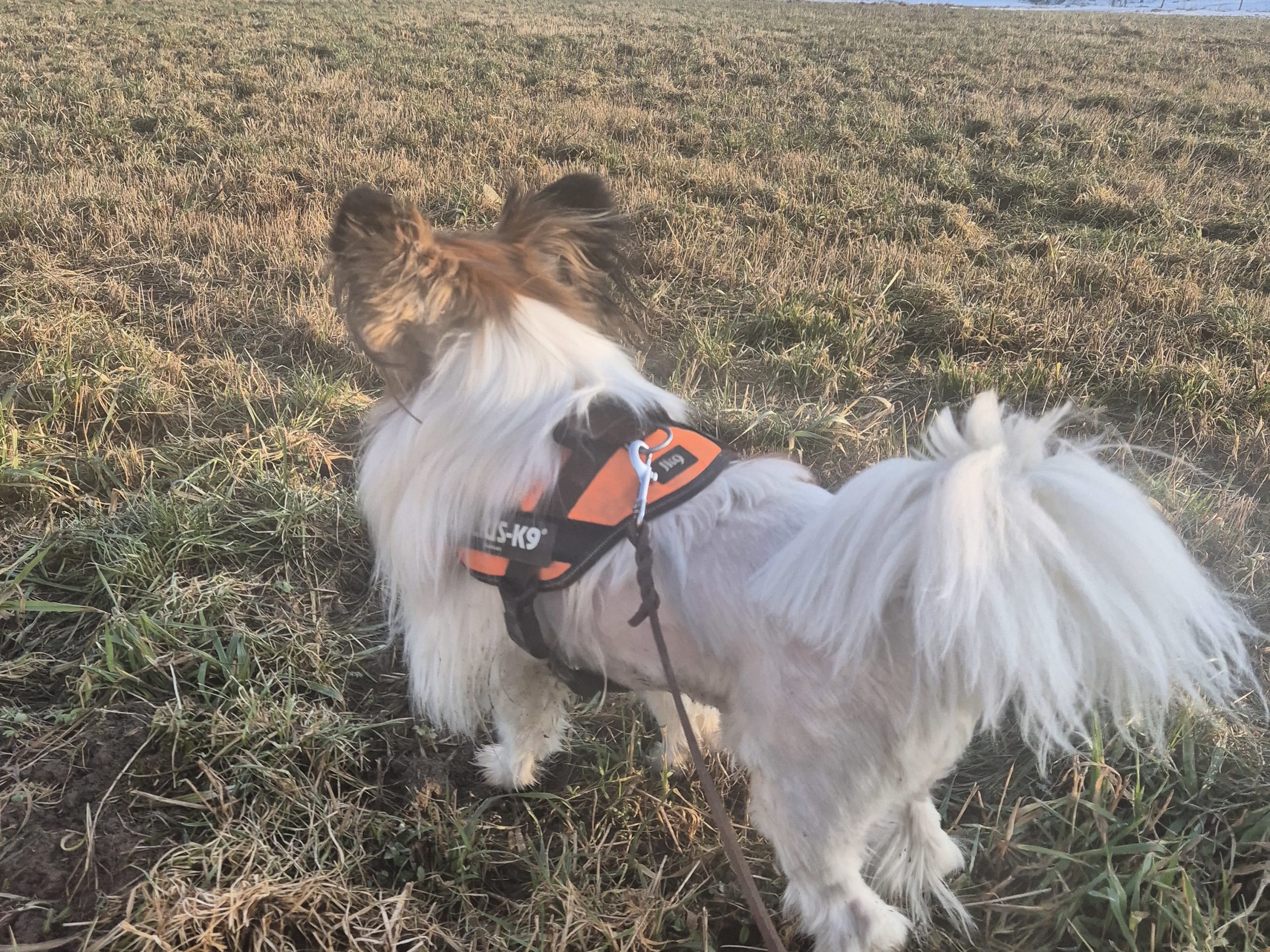 Papillon