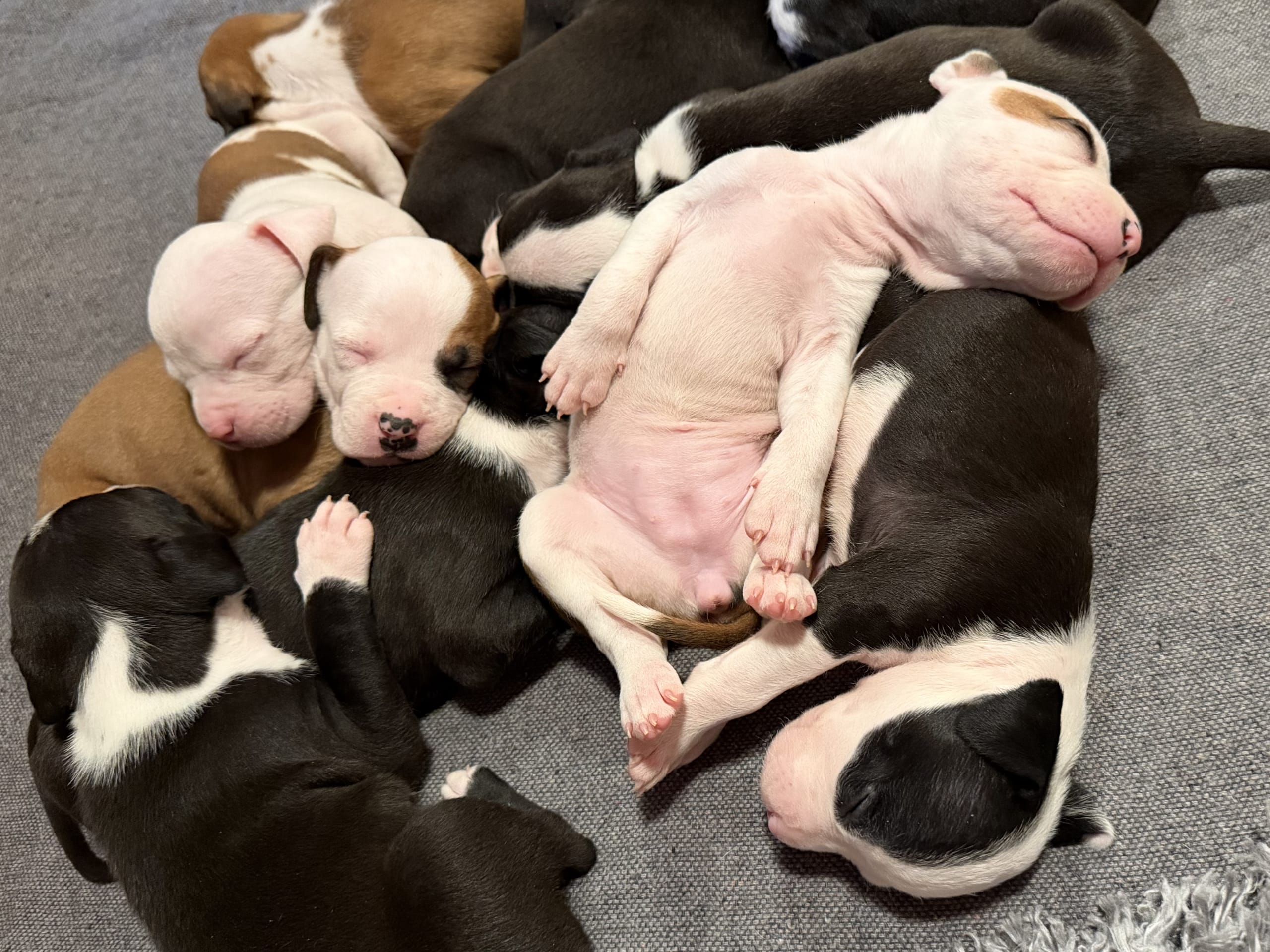 American staffordshire terrier · Kista · Patrick Nielsen Amstaff
