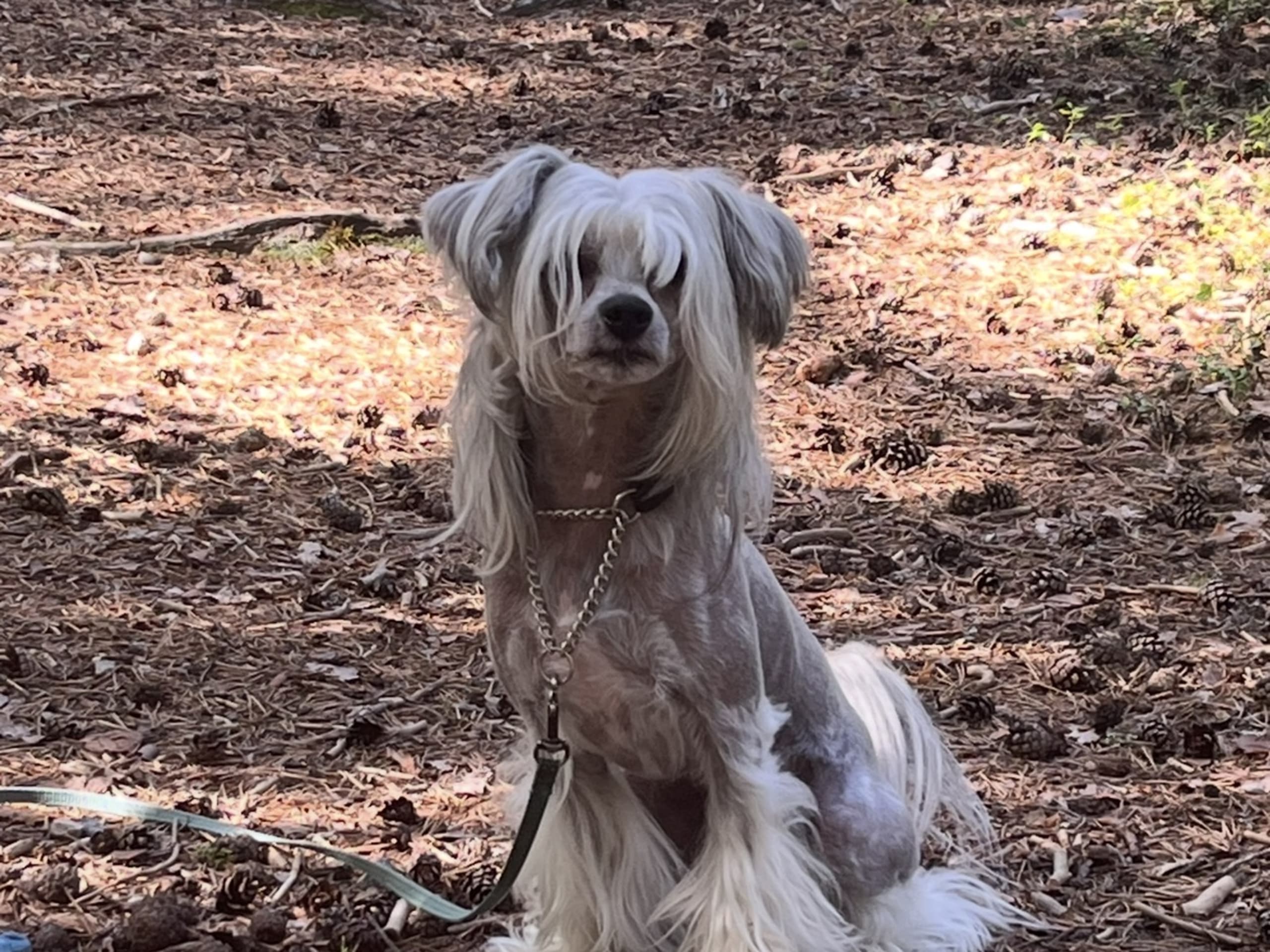 Chinese Crested Dog · Lycksele · Ida S.