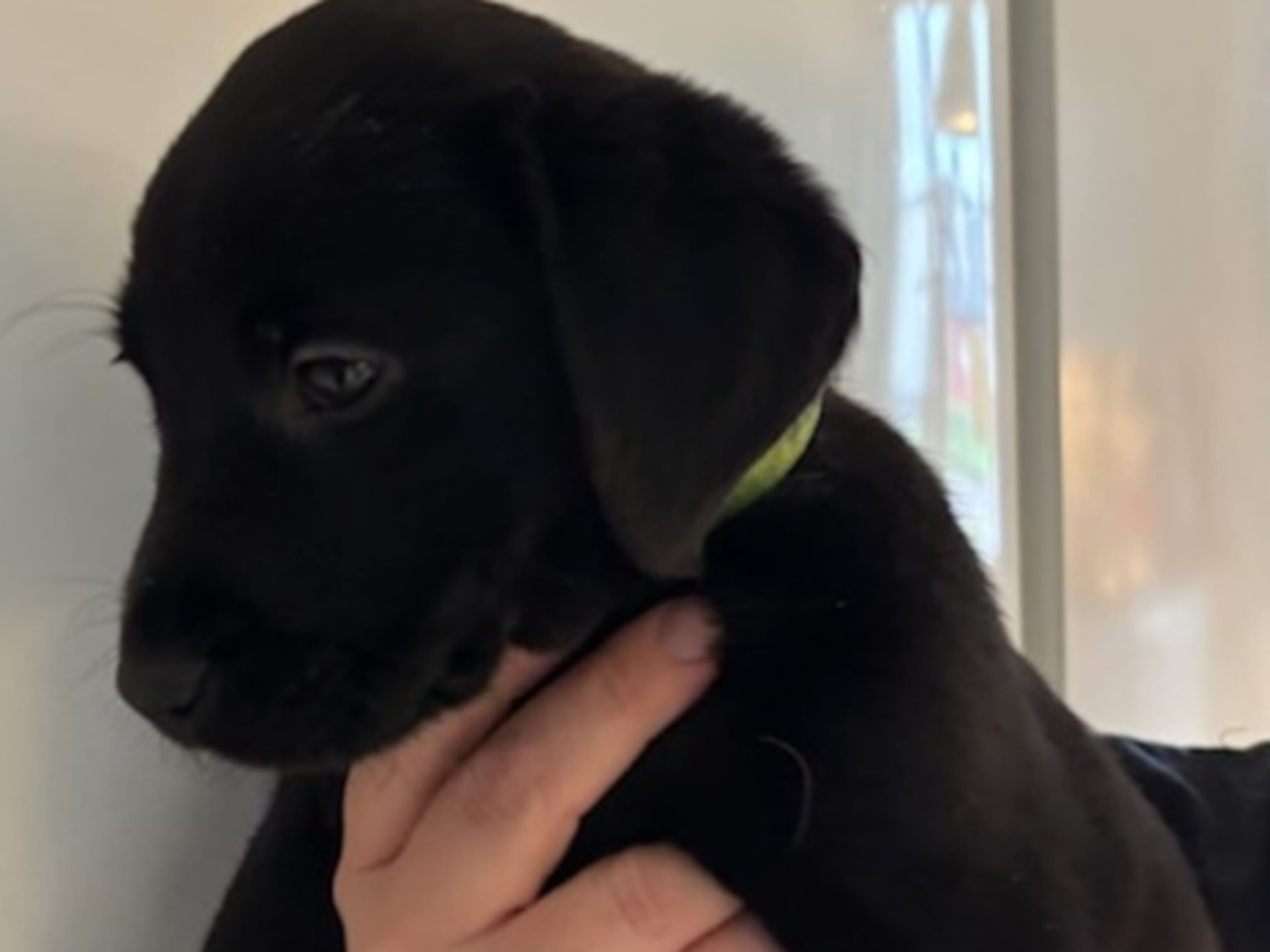Labrador retriever · Köping · Mitzys retrivers