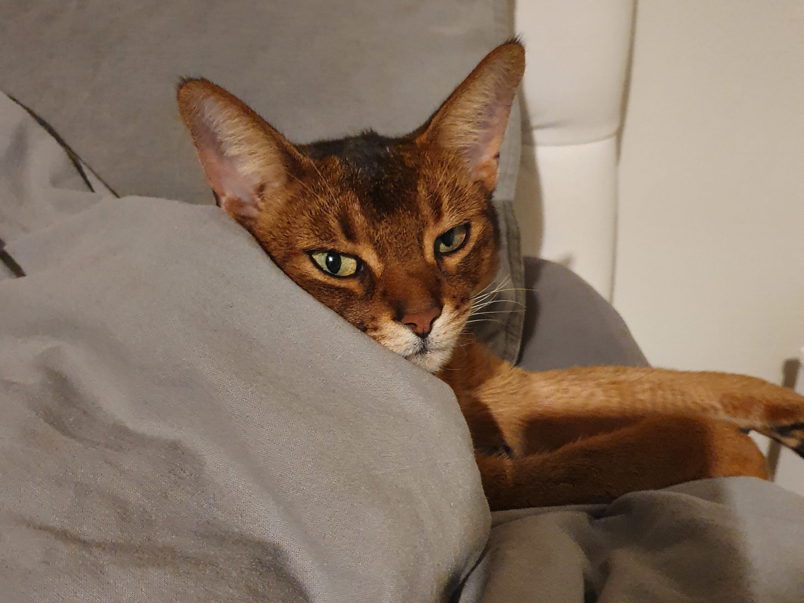 Abyssinian · Åkersberga · Nicole T.