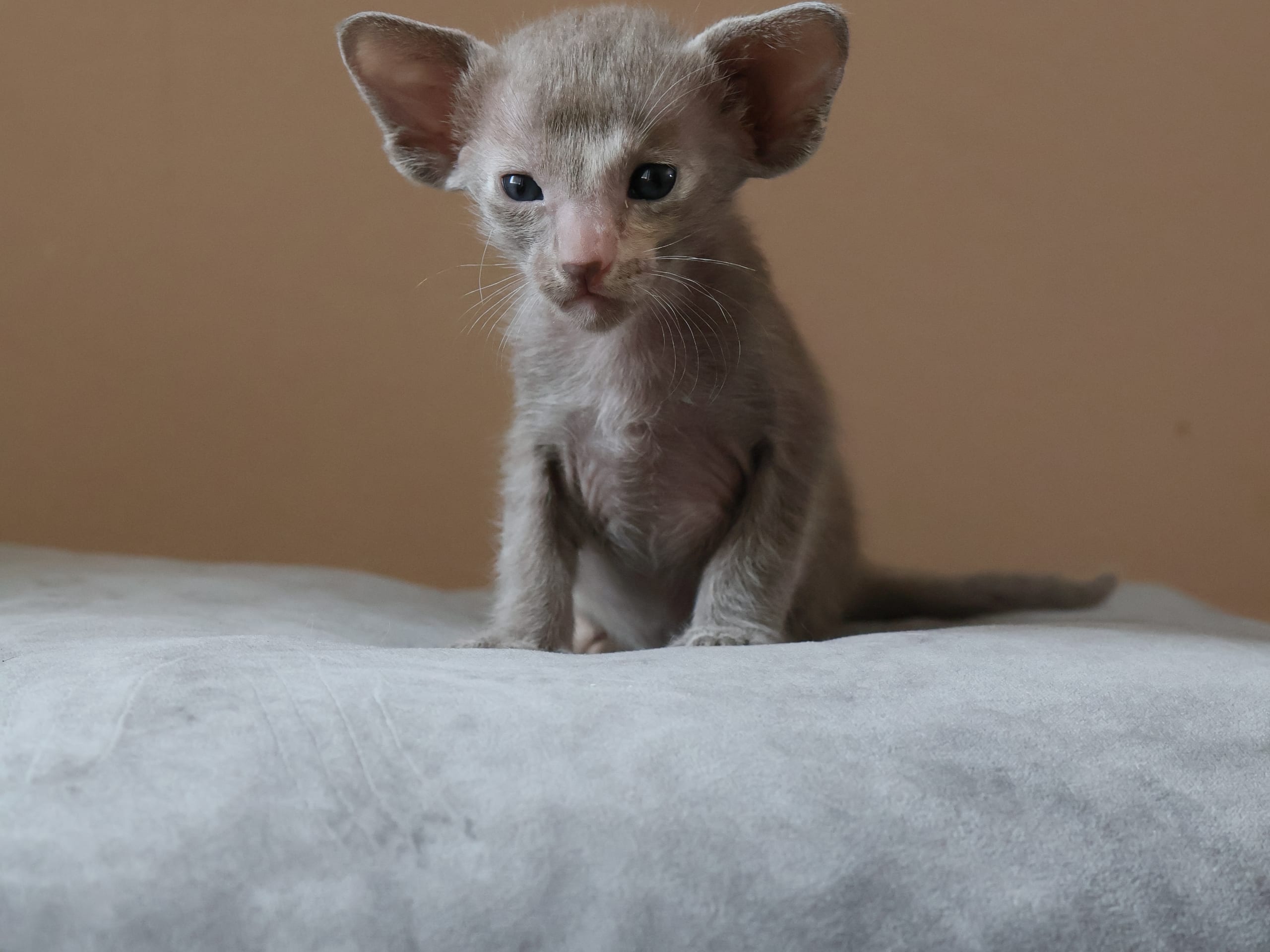 Oriental Short Hair · Storebø · Oriental Adore Cattery