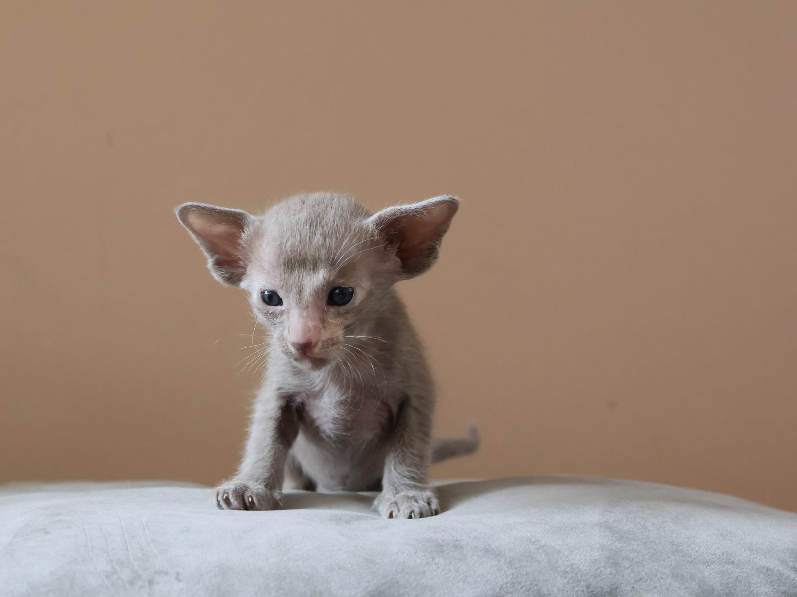 Oriental Short Hair · Storebø · Oriental Adore Cattery