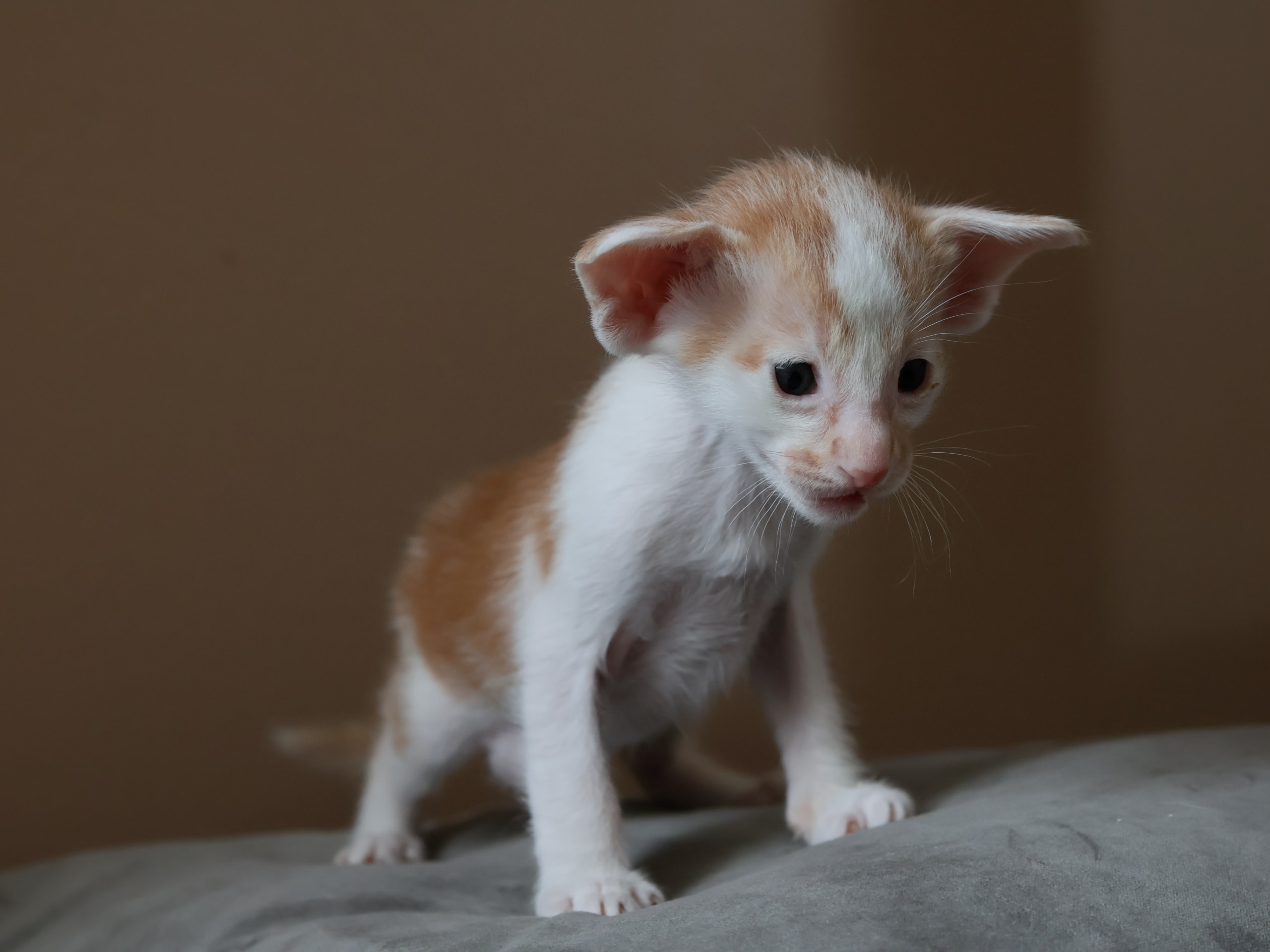 Oriental Short Hair · Storebø · Oriental Adore Cattery