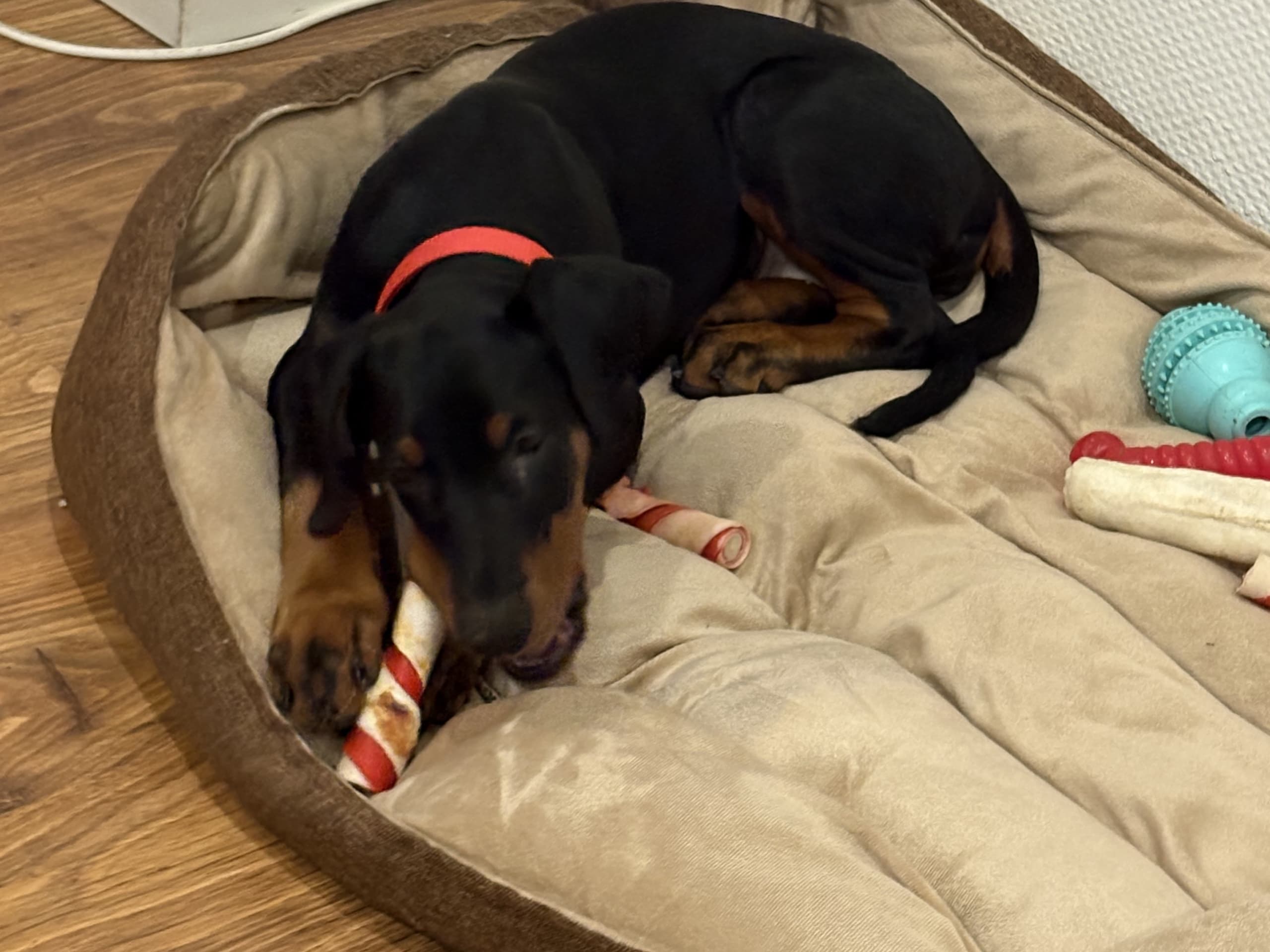 Dobermann · Klippan · Stefanie D.